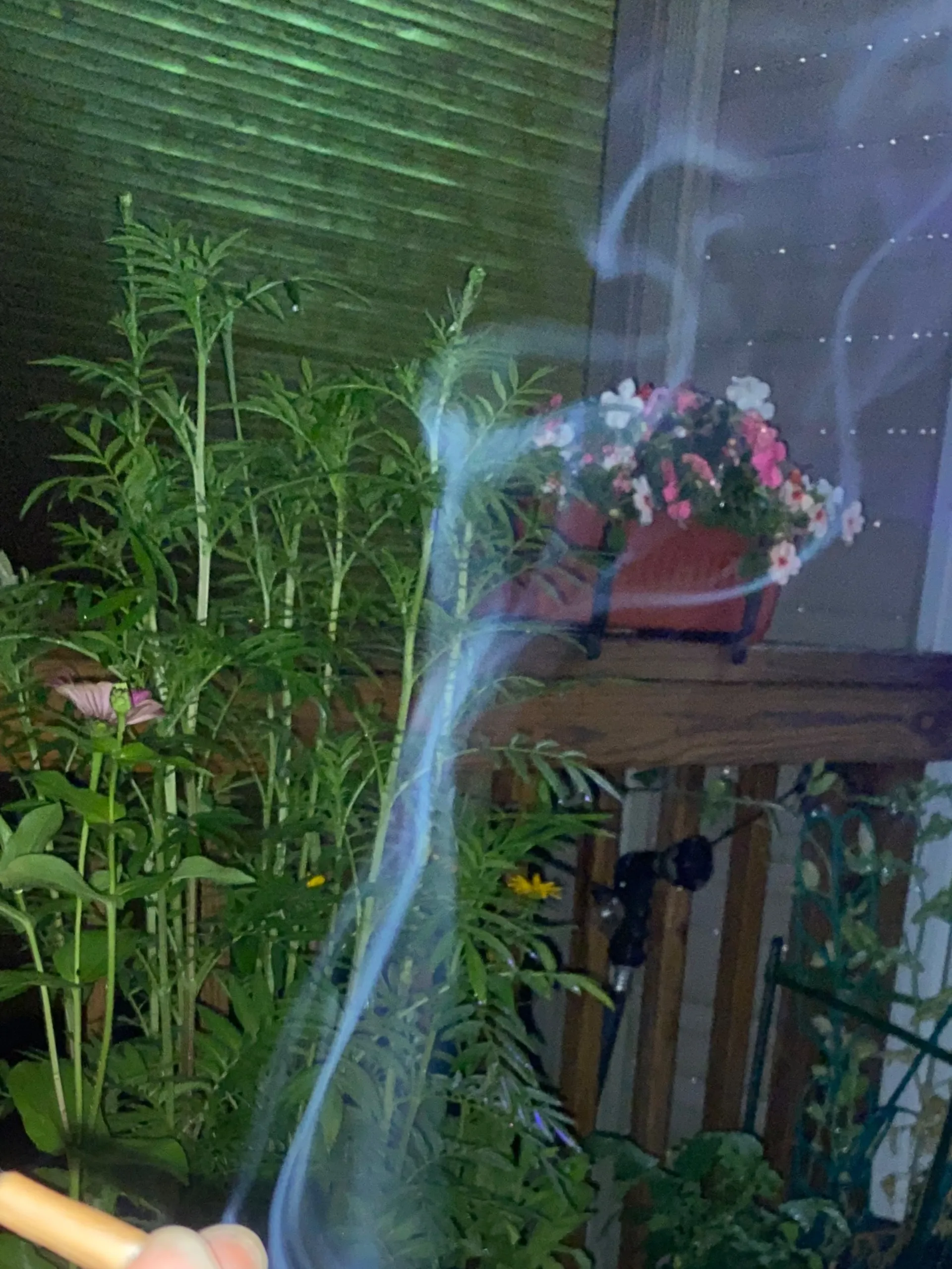 Aphrodite 💖Top 2% on Onlyfans 🥵 OnlyFans header