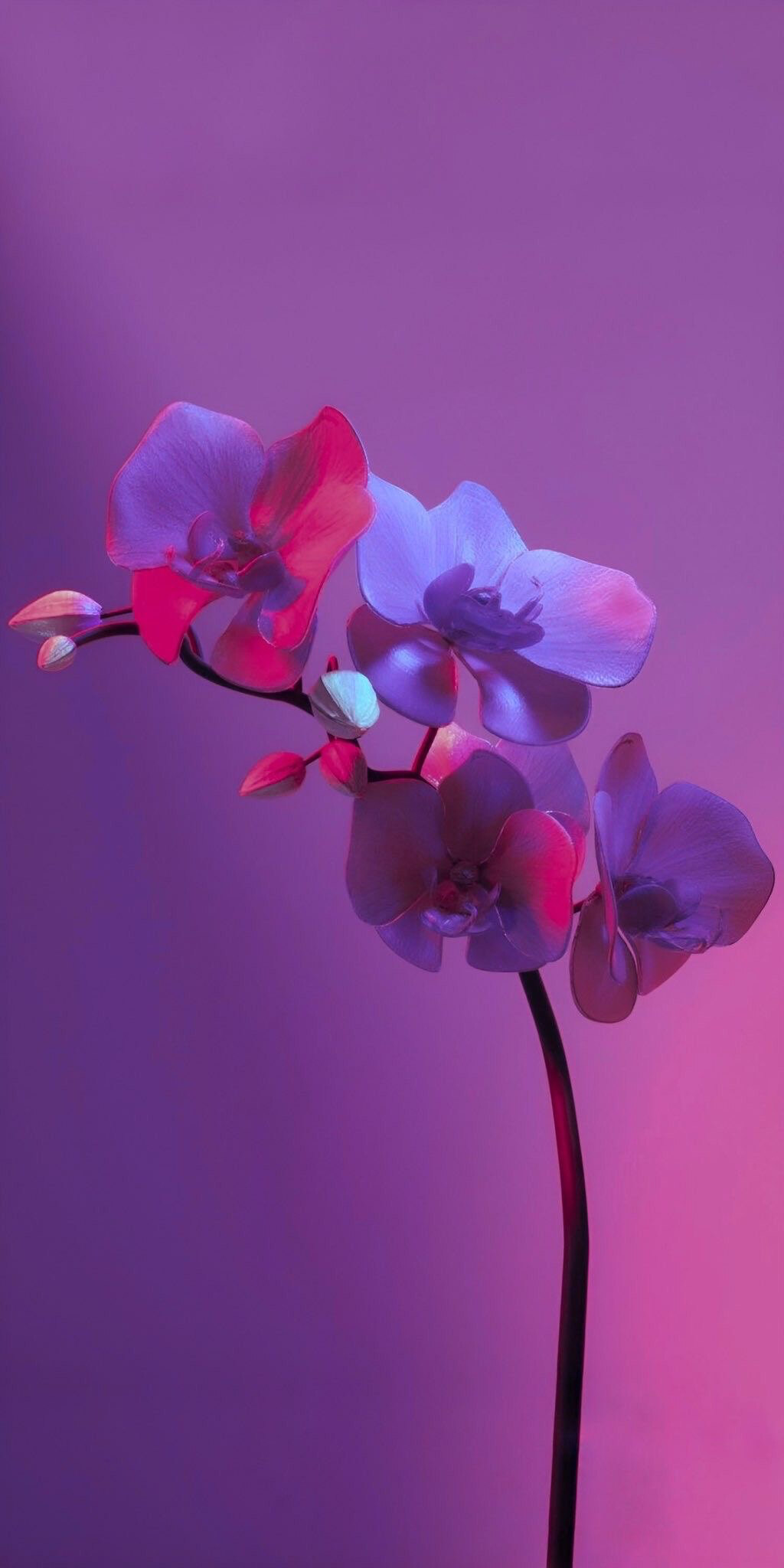 Kiara Lord OnlyFans header