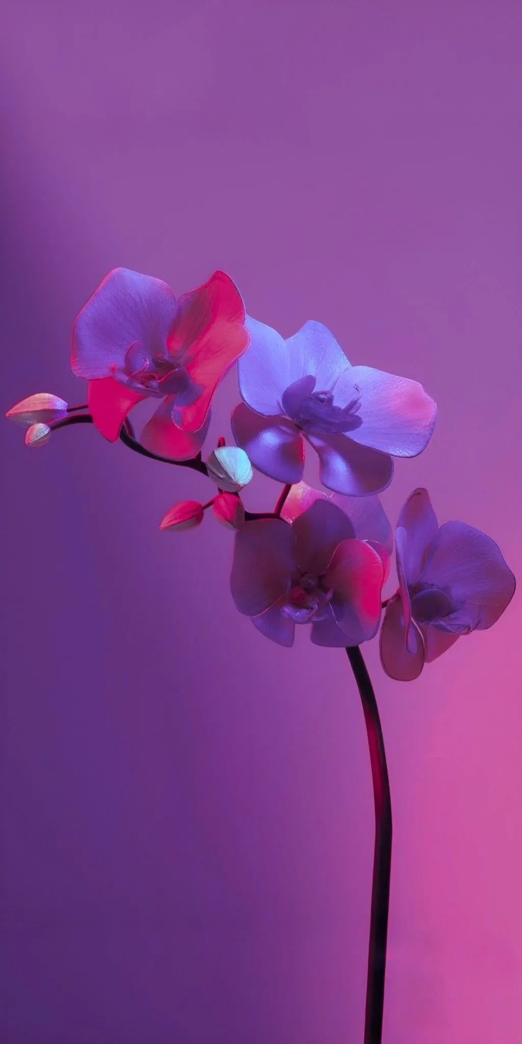 Kiara Lord OnlyFans header