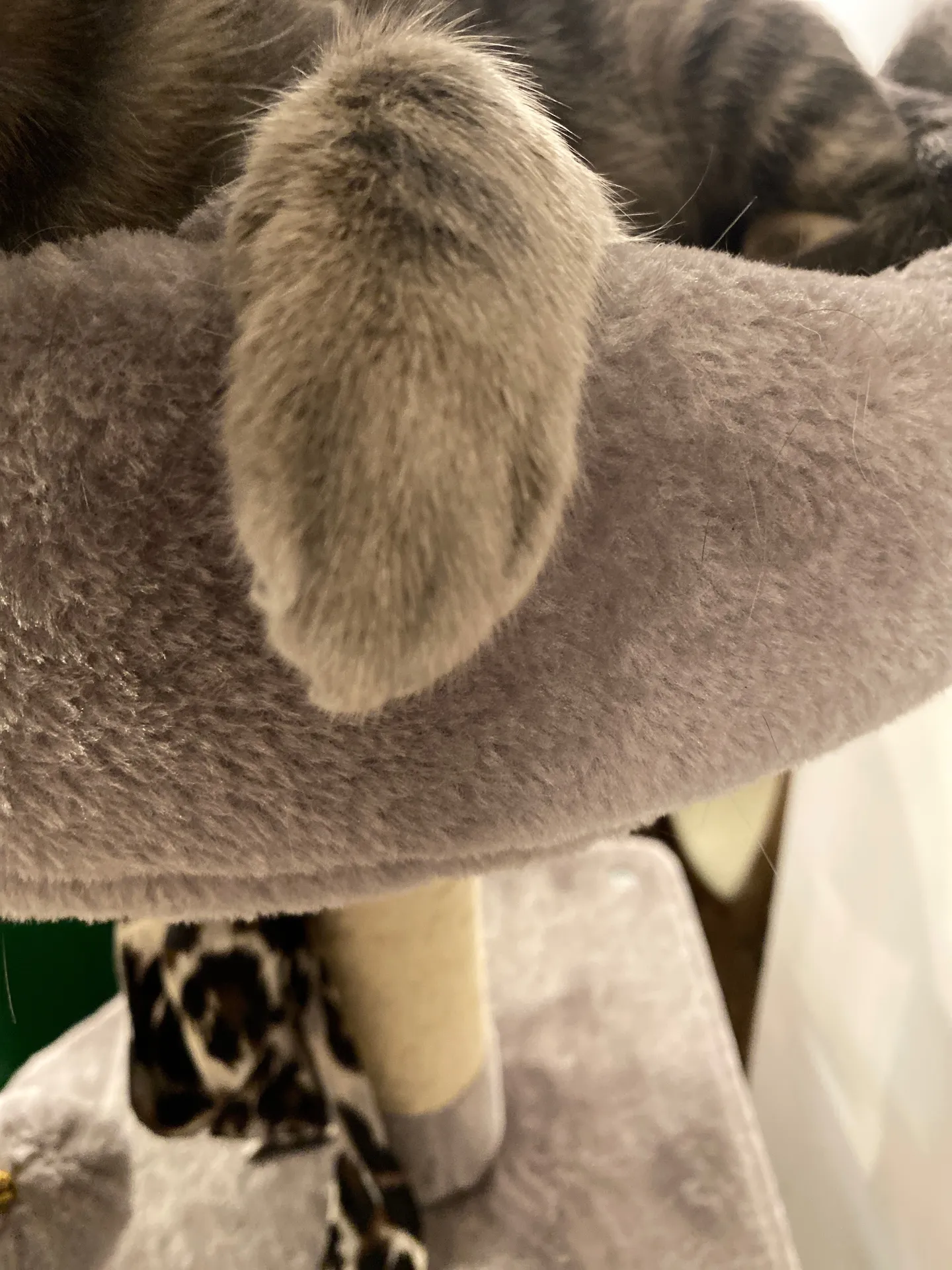 Kitty feet OnlyFans profile picture