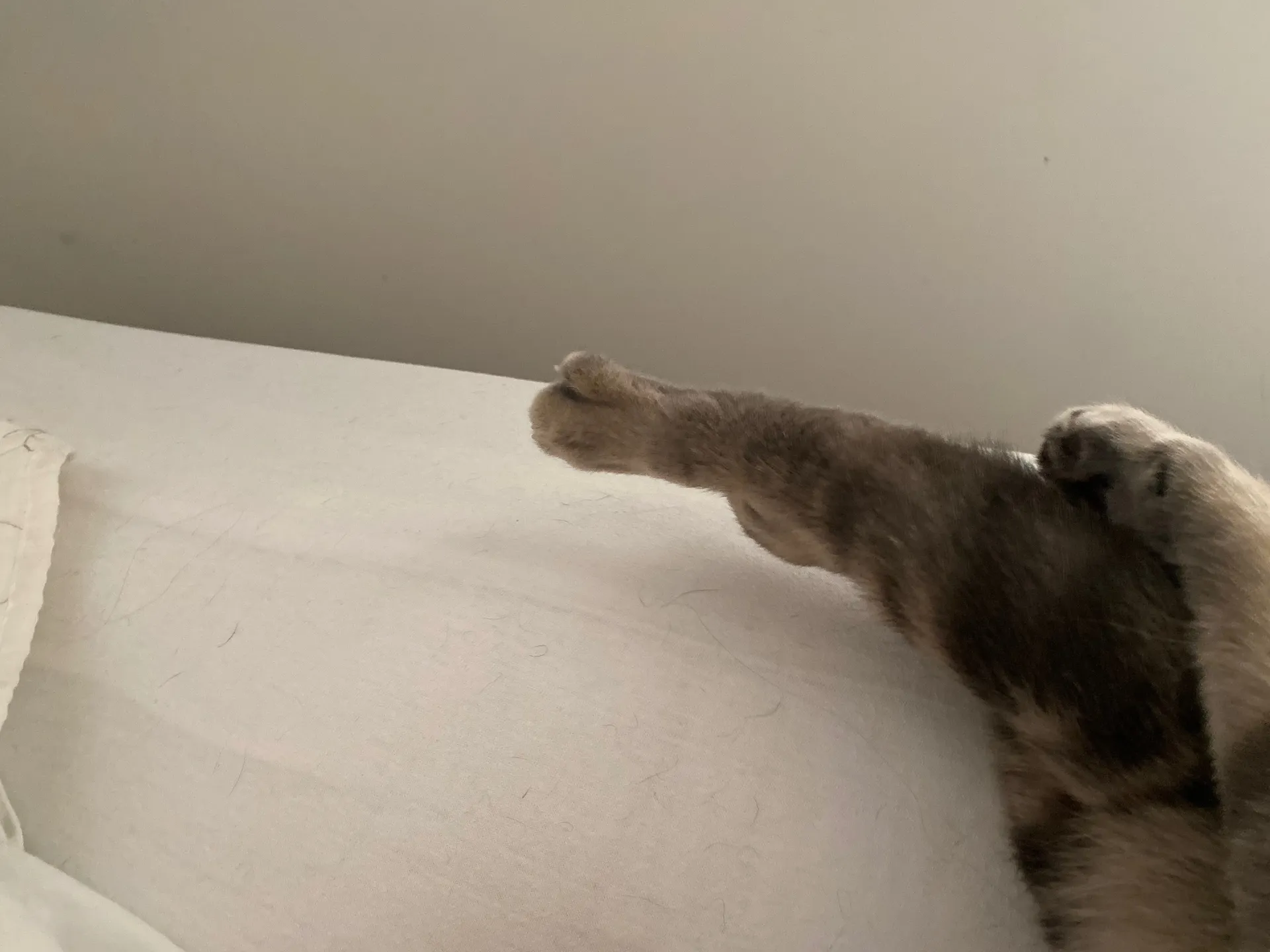 Kitty feet OnlyFans header