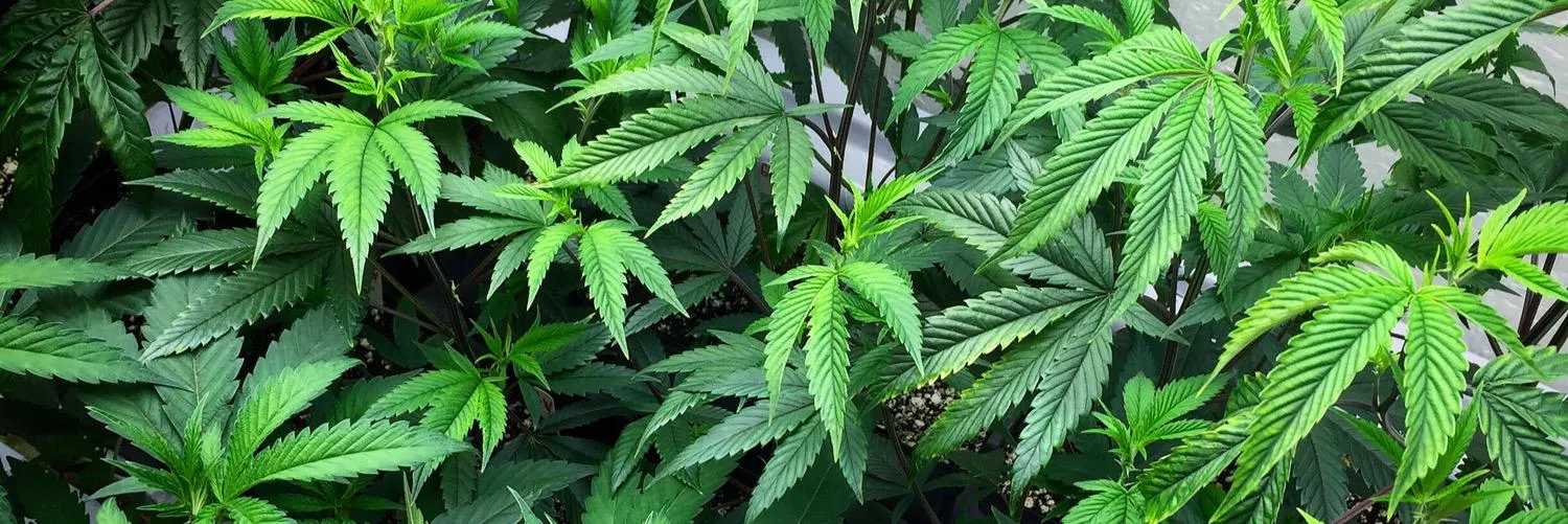 Kristina Rose OnlyFans header