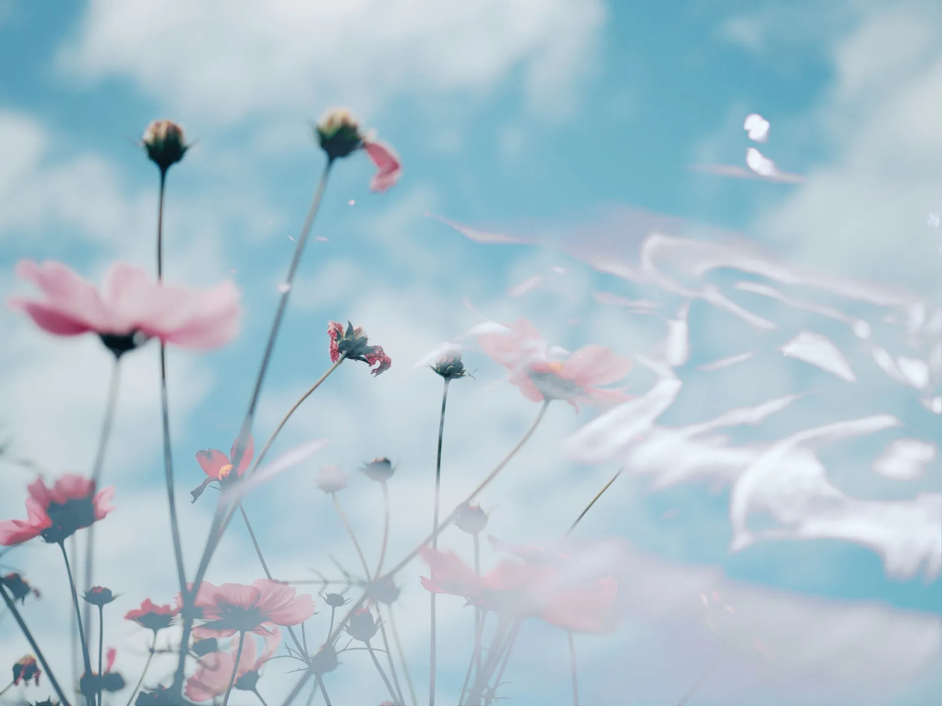 Lily Marie OnlyFans header