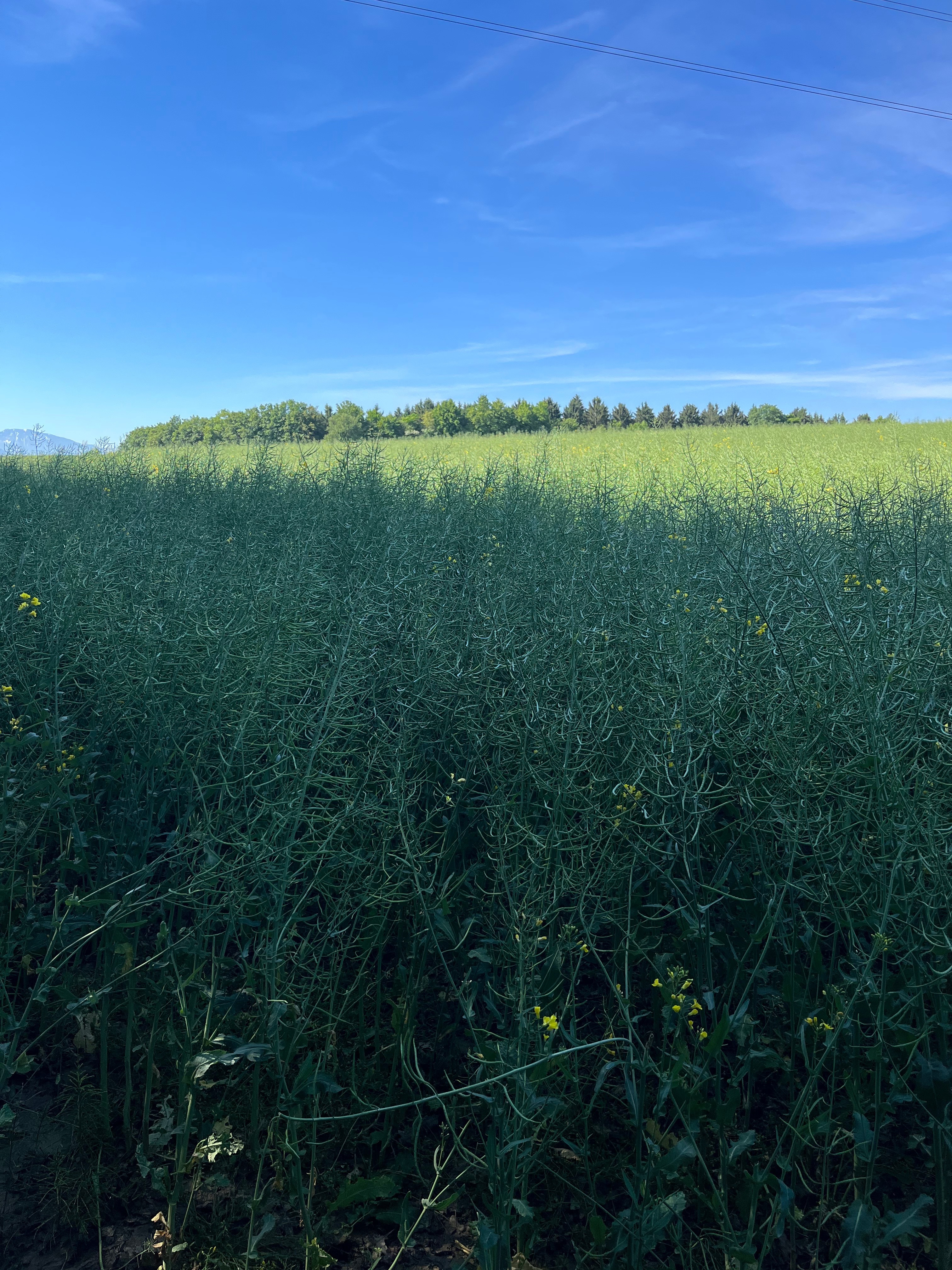 Mace (Free Page) 😘 OnlyFans header