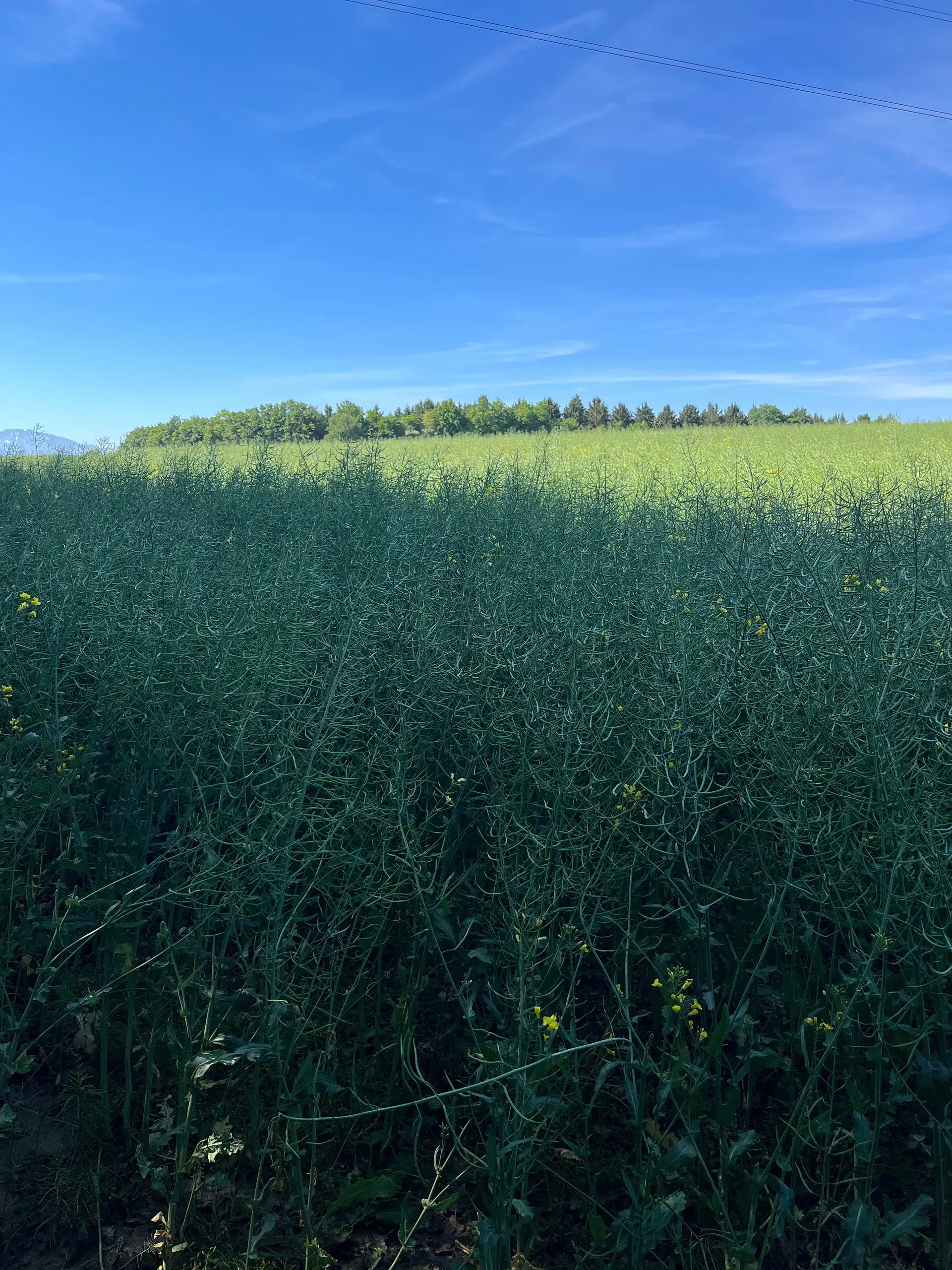 Mace (Free Page) 😘 OnlyFans header