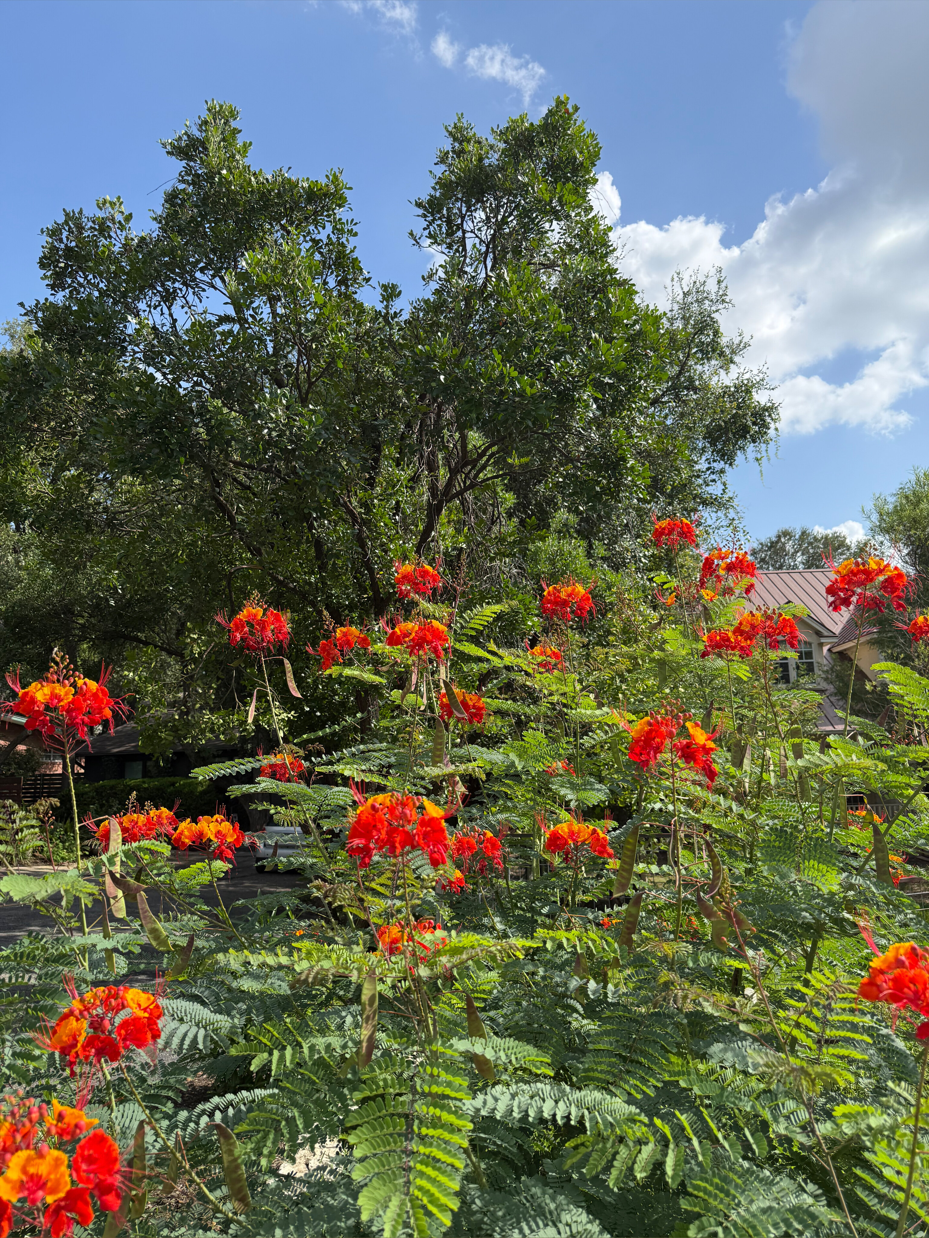 summer OnlyFans header