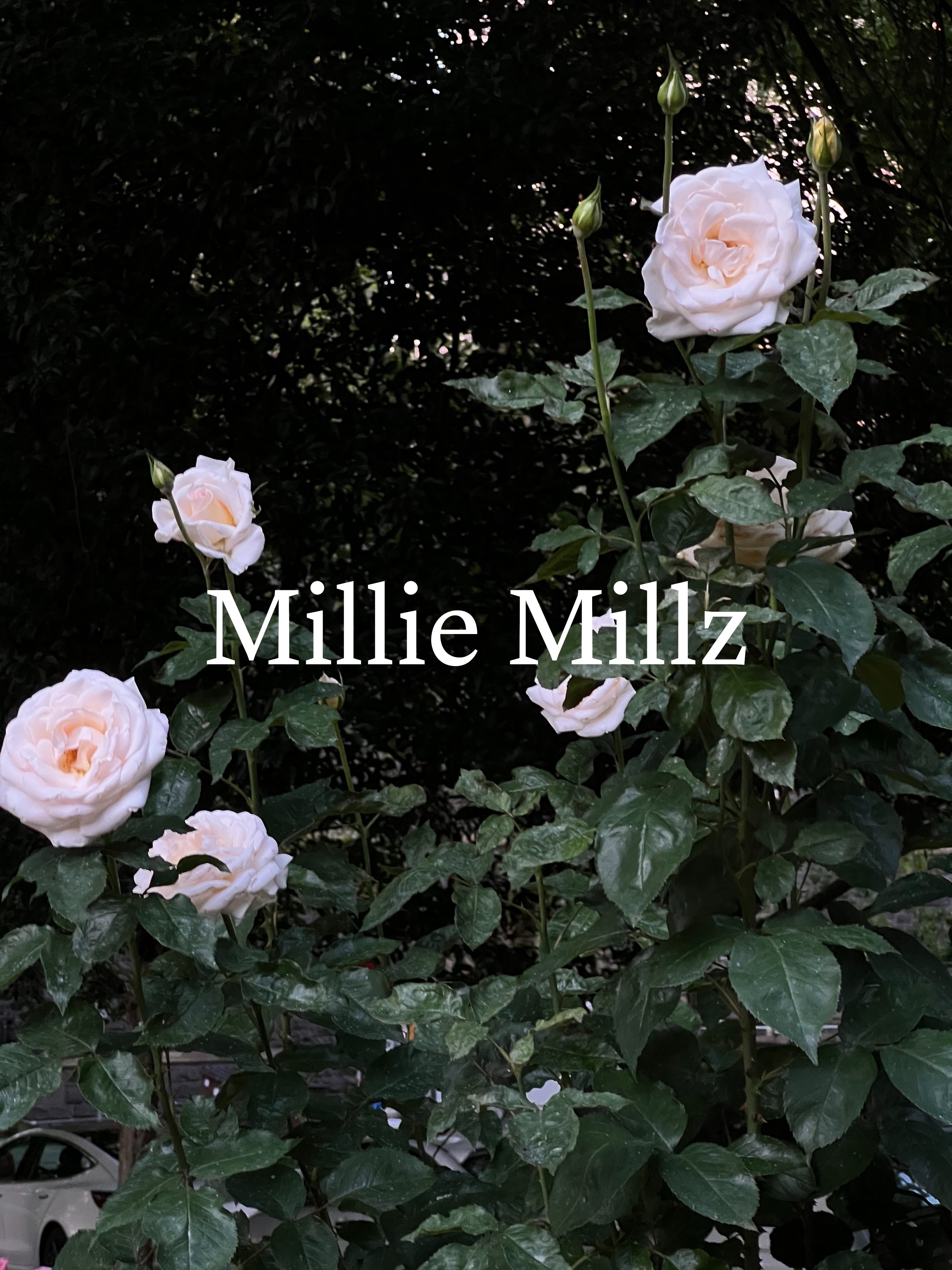 Millz 👼🏻🤍 OnlyFans header