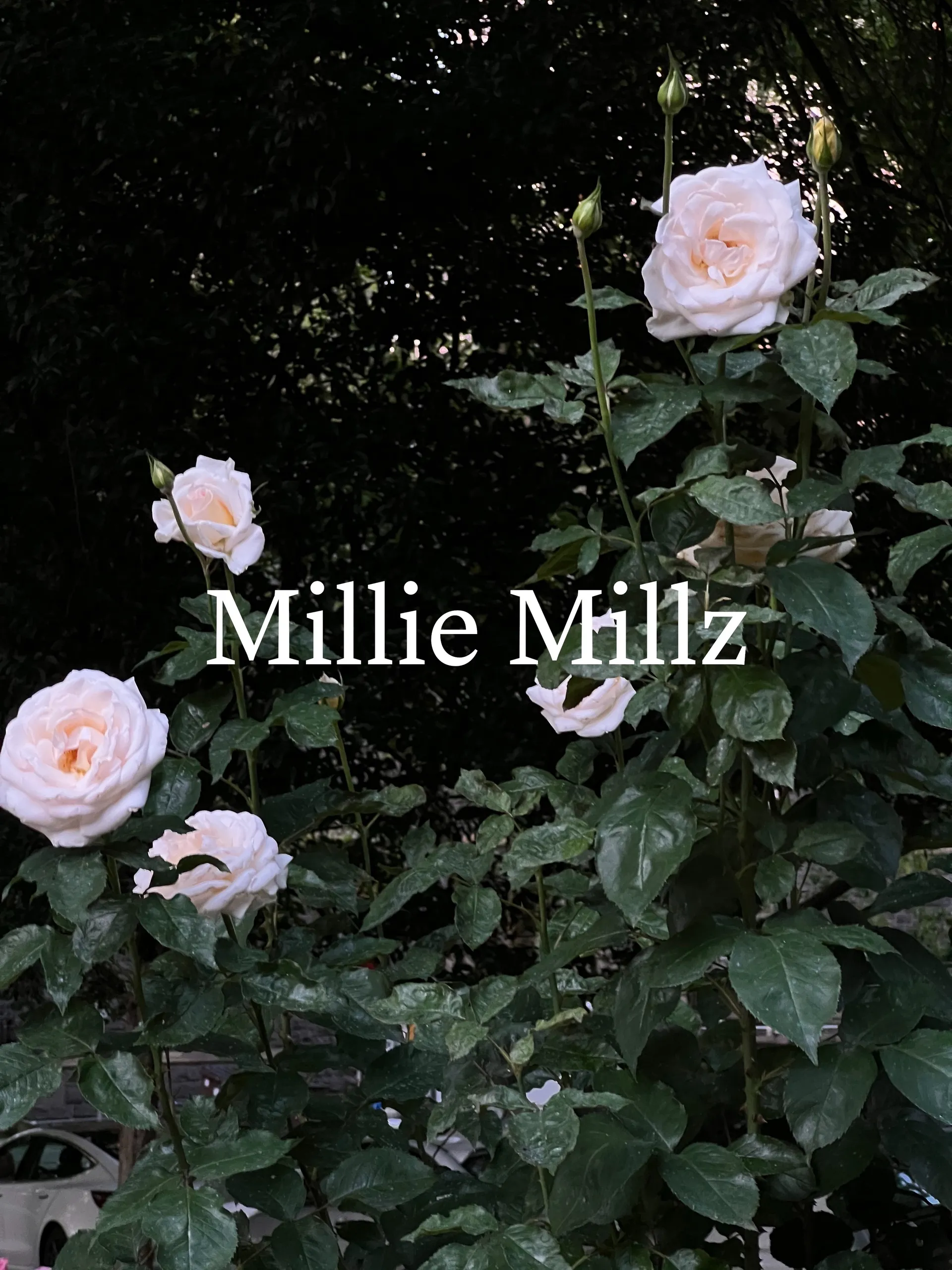 Millz 👼🏻🤍 OnlyFans header