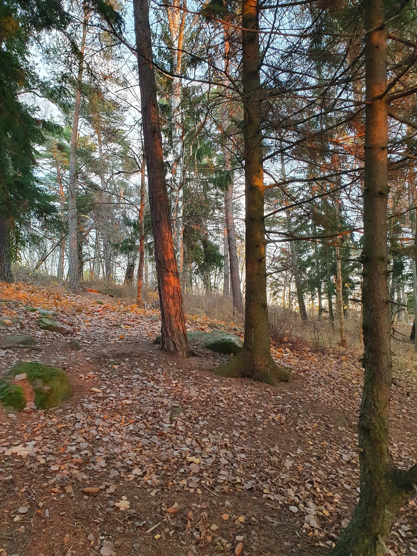 Milo OnlyFans header