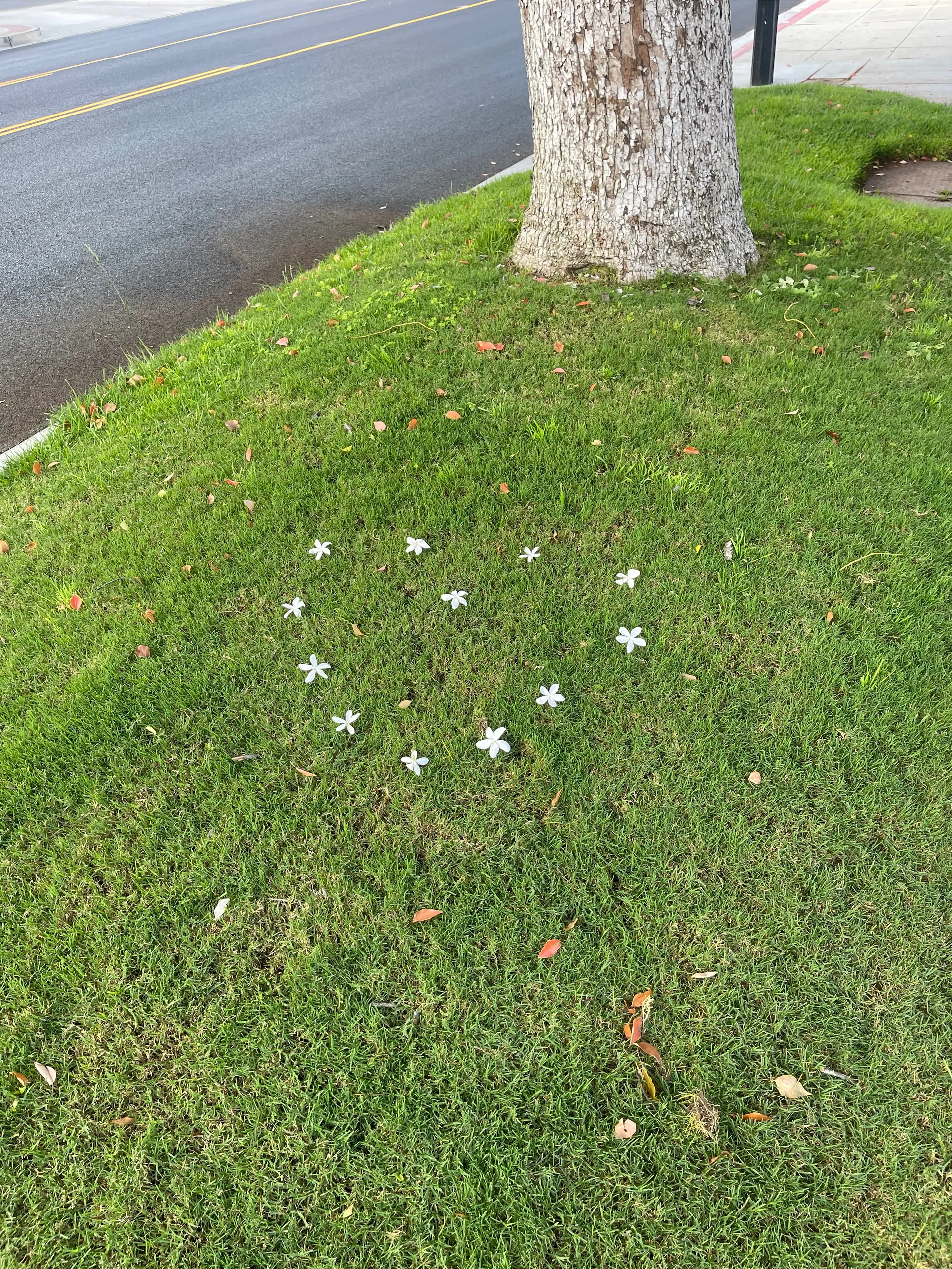 laney grey🫶🏻 OnlyFans header