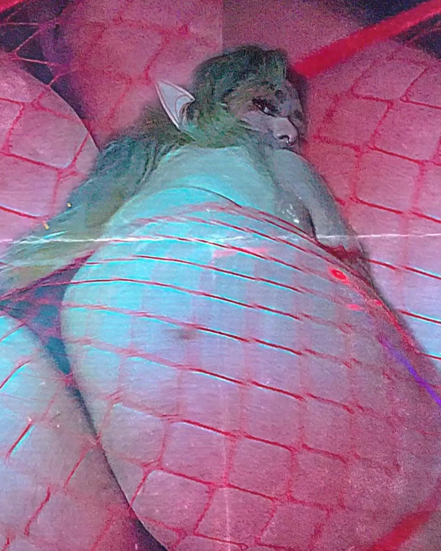 ☠︎︎ ︎𝚖𝚒𝚜𝚜𝚜𝚔𝚊𝚝𝚝𝚝.𝟽𝟽𝟽𝙵𝚁𝙴𝙴🦋