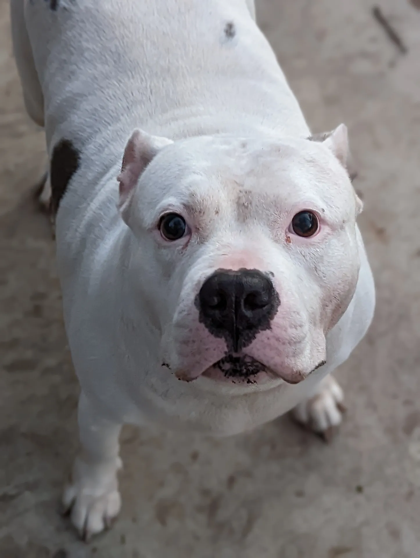 Miya the shepherd OnlyFans header