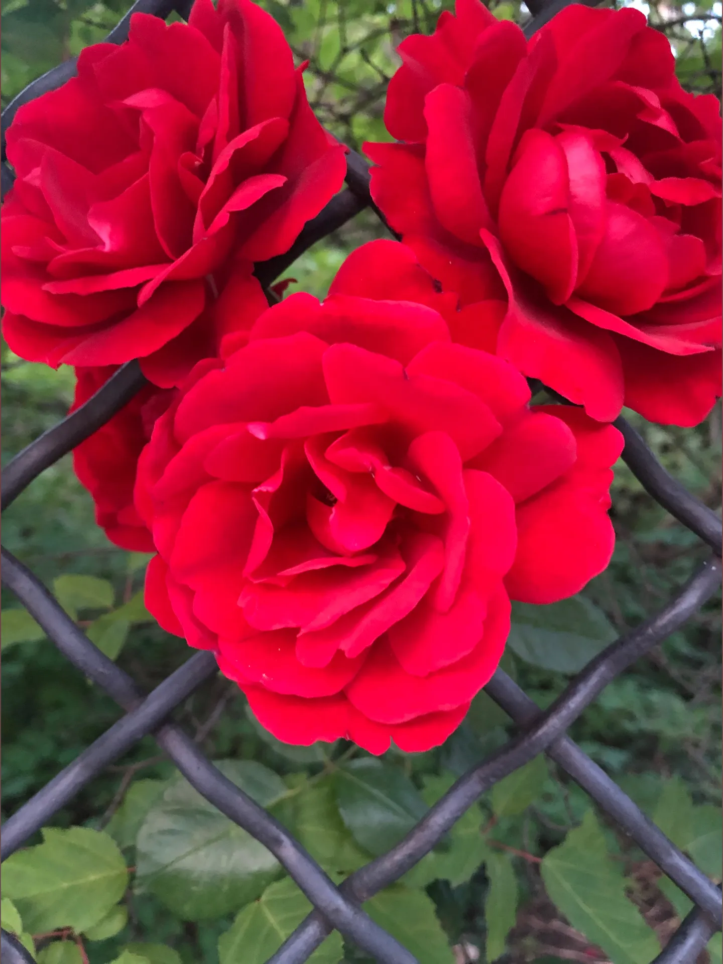 Stanly OnlyFans header