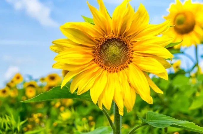 Myaa 🦋 OnlyFans header