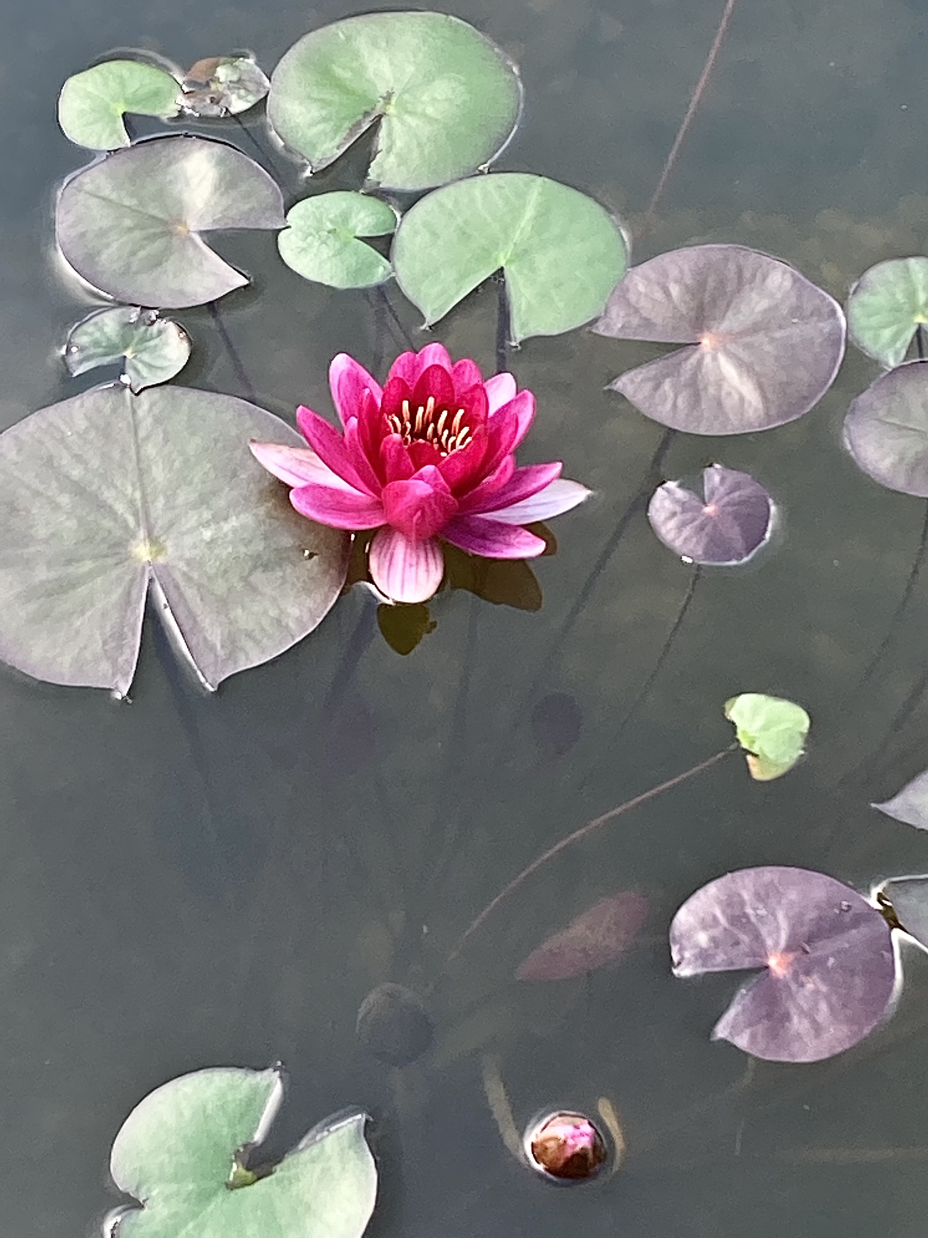 CrookedToothBae OnlyFans header