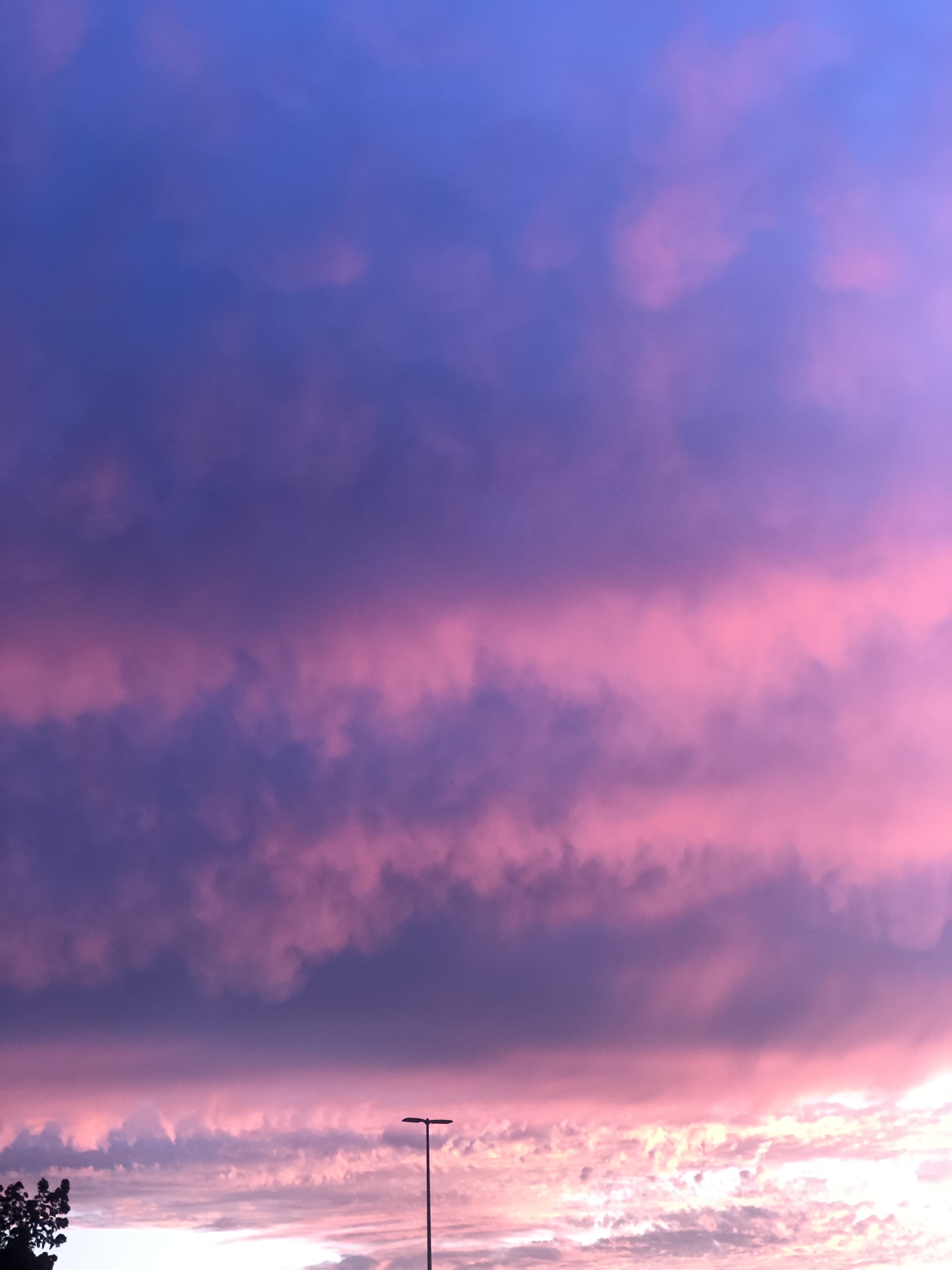 your favorite flower OnlyFans header