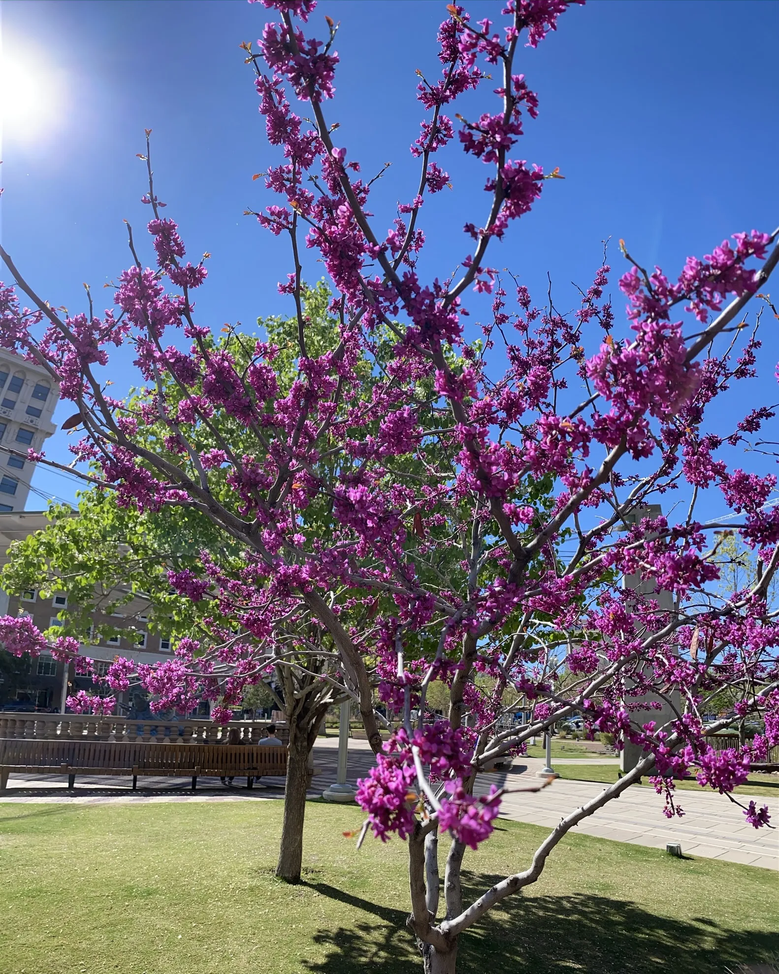 Wednesday OnlyFans header