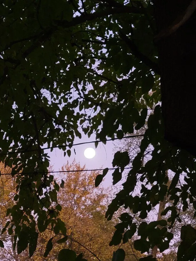 Space of wolF OnlyFans header