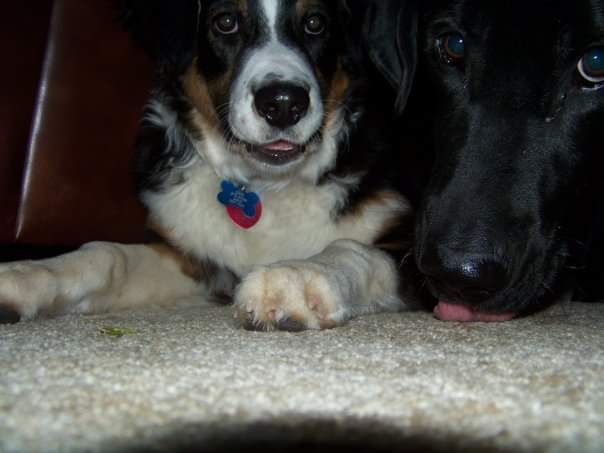 Obsidian OnlyFans header