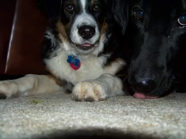 Obsidian OnlyFans header