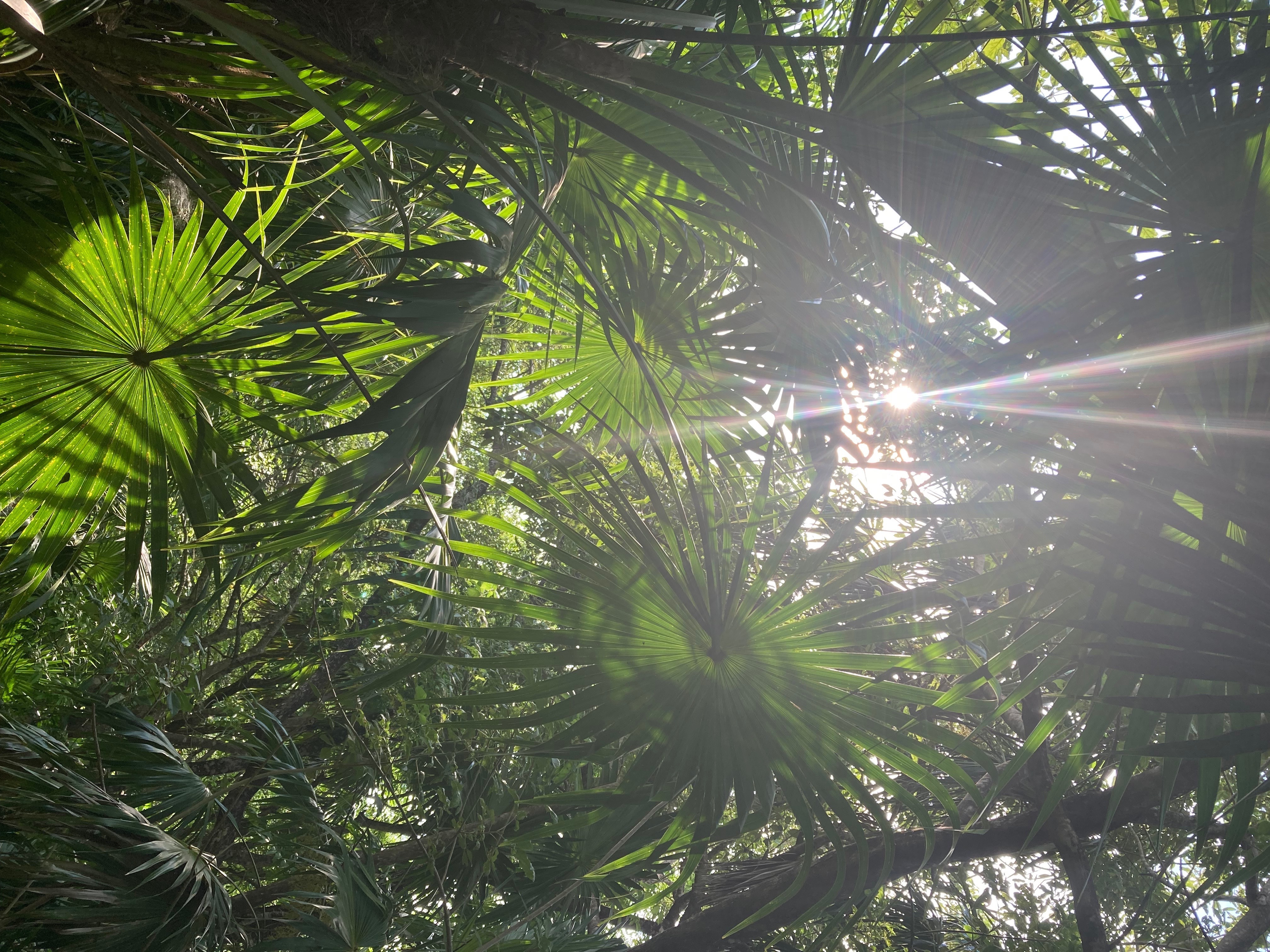 Ocher X OnlyFans header