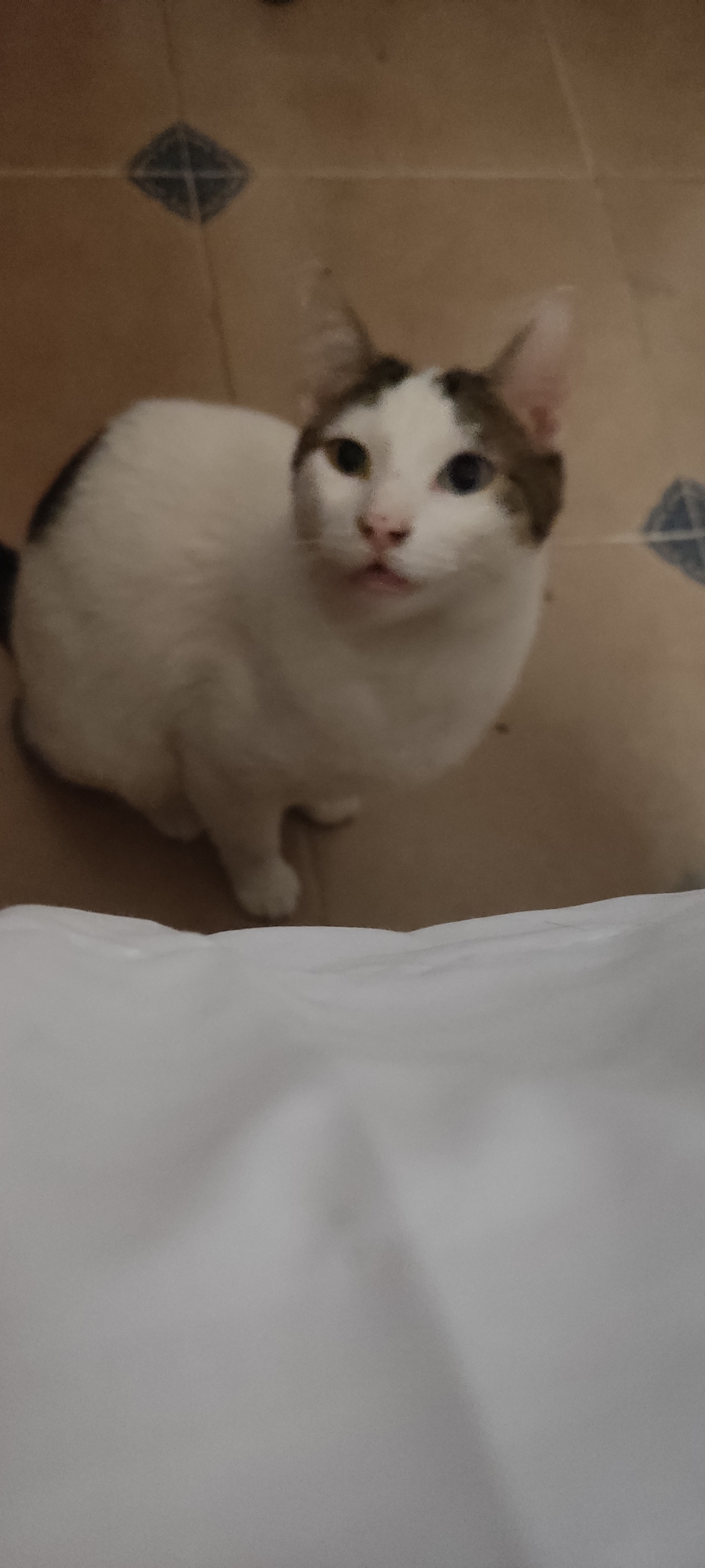 Lisa Mishi OnlyFans header