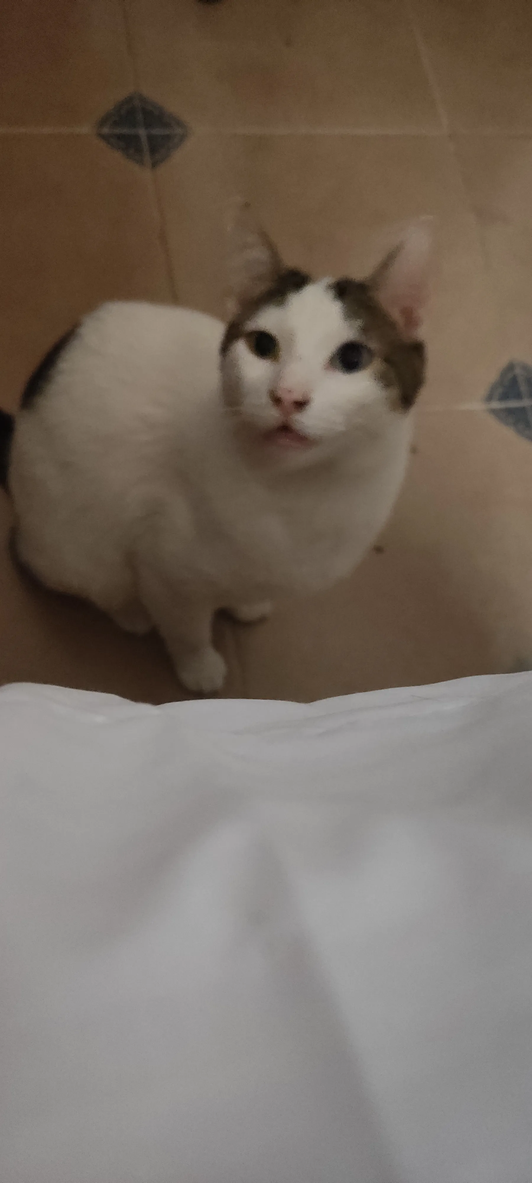 Lisa Mishi OnlyFans header