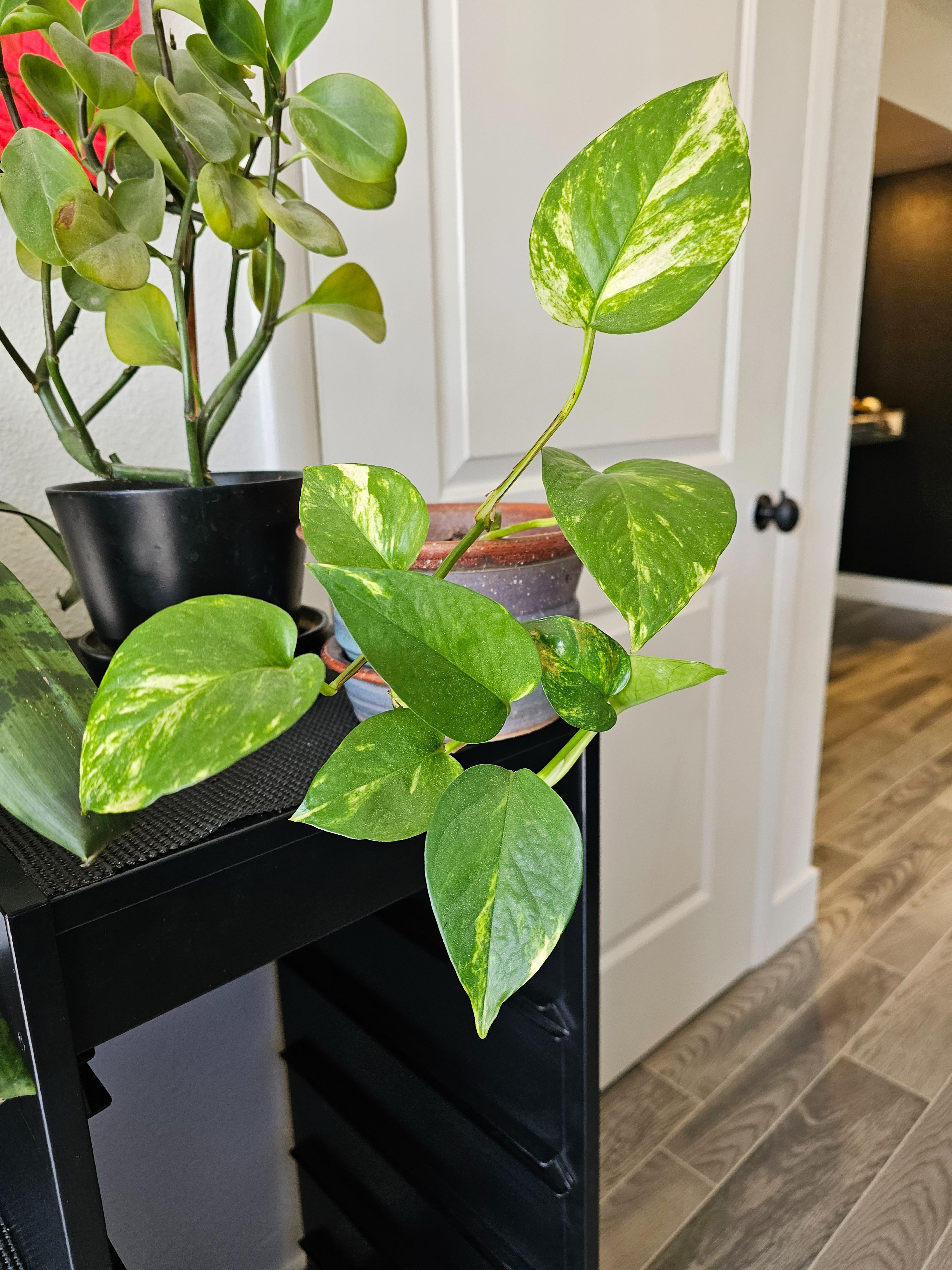 October Siren OnlyFans header