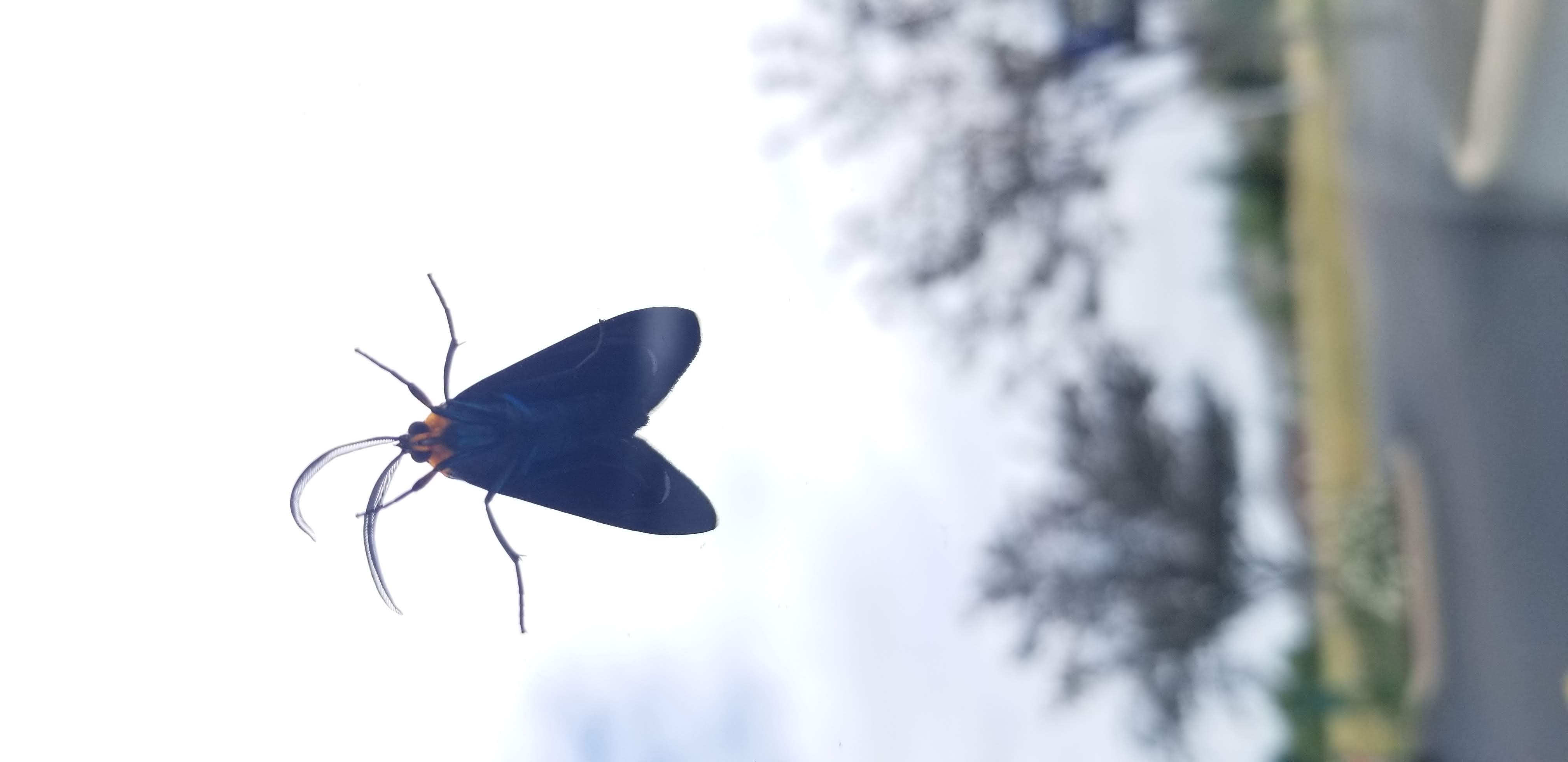 Elizabeth OnlyFans header