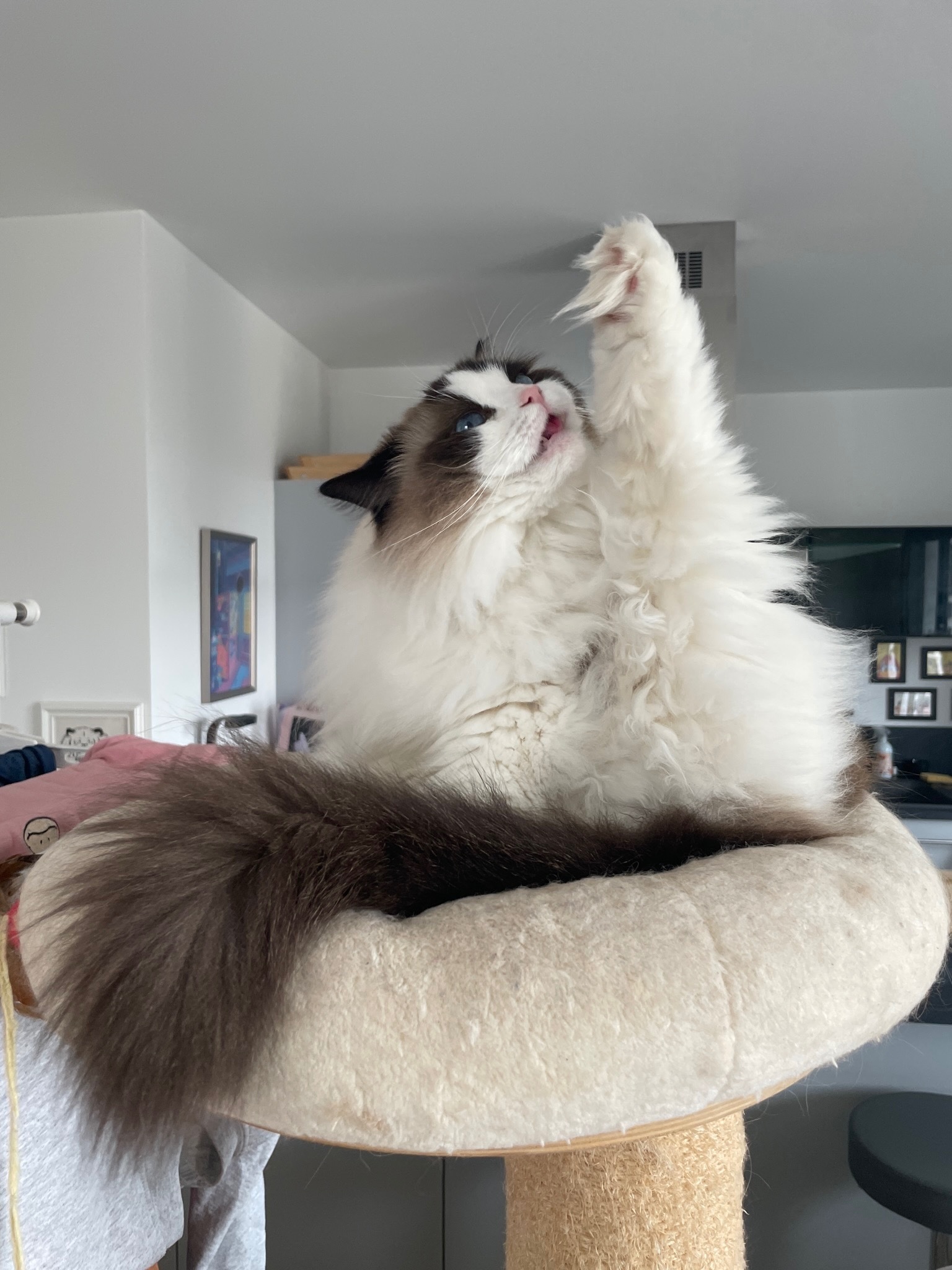 BOULES à poil OnlyFans