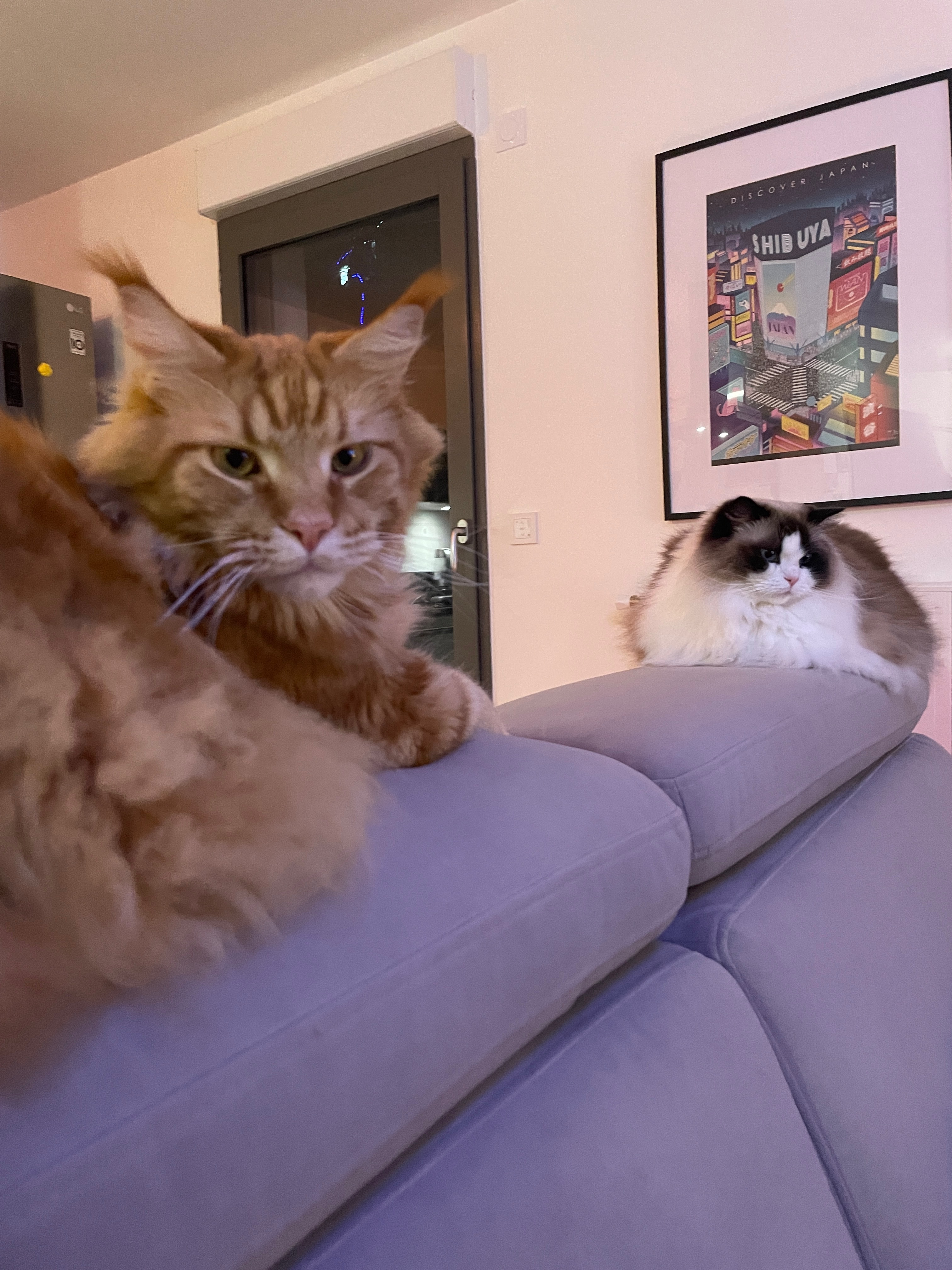 BOULES à poil OnlyFans header