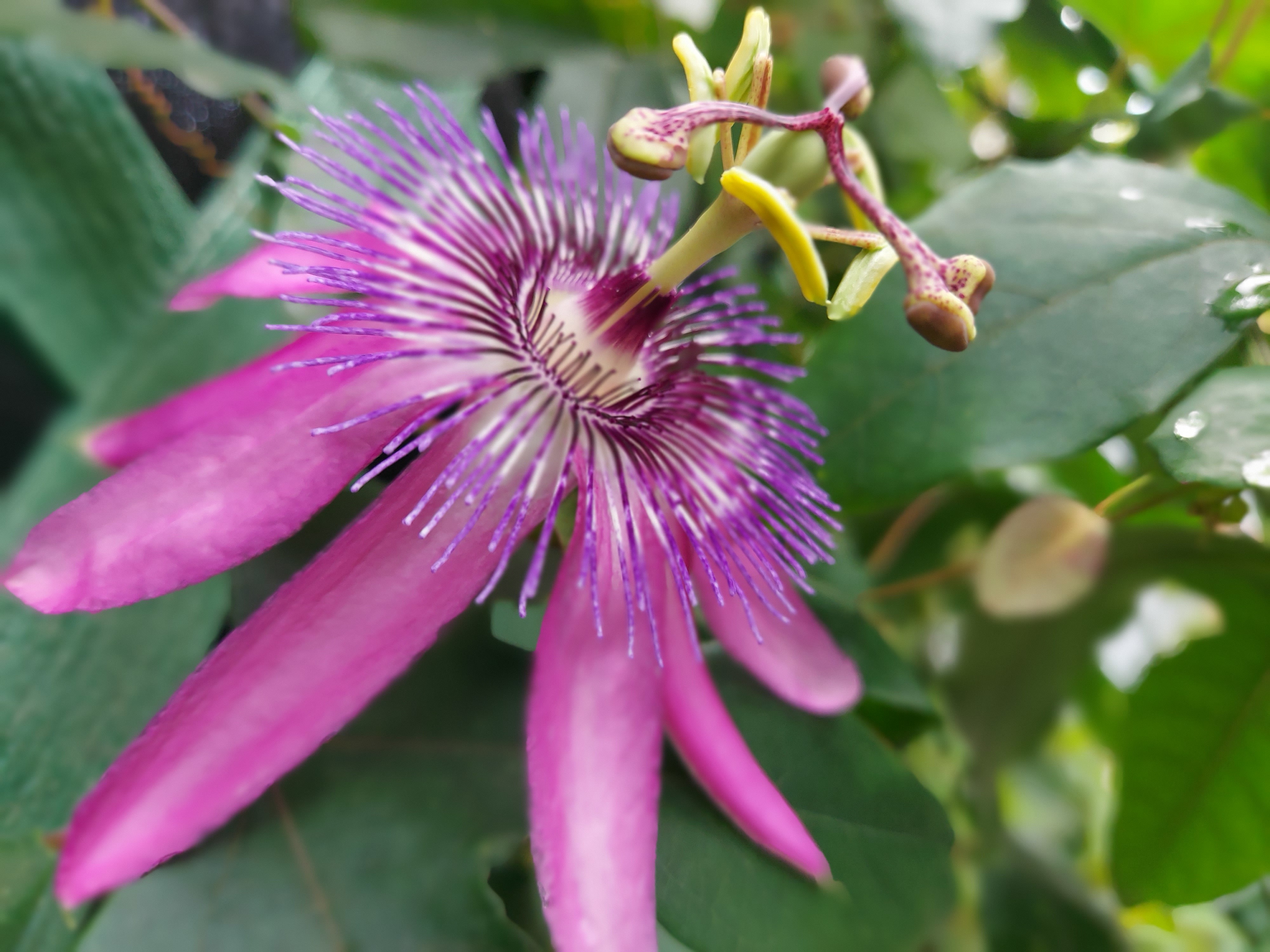 Odetodinah OnlyFans header