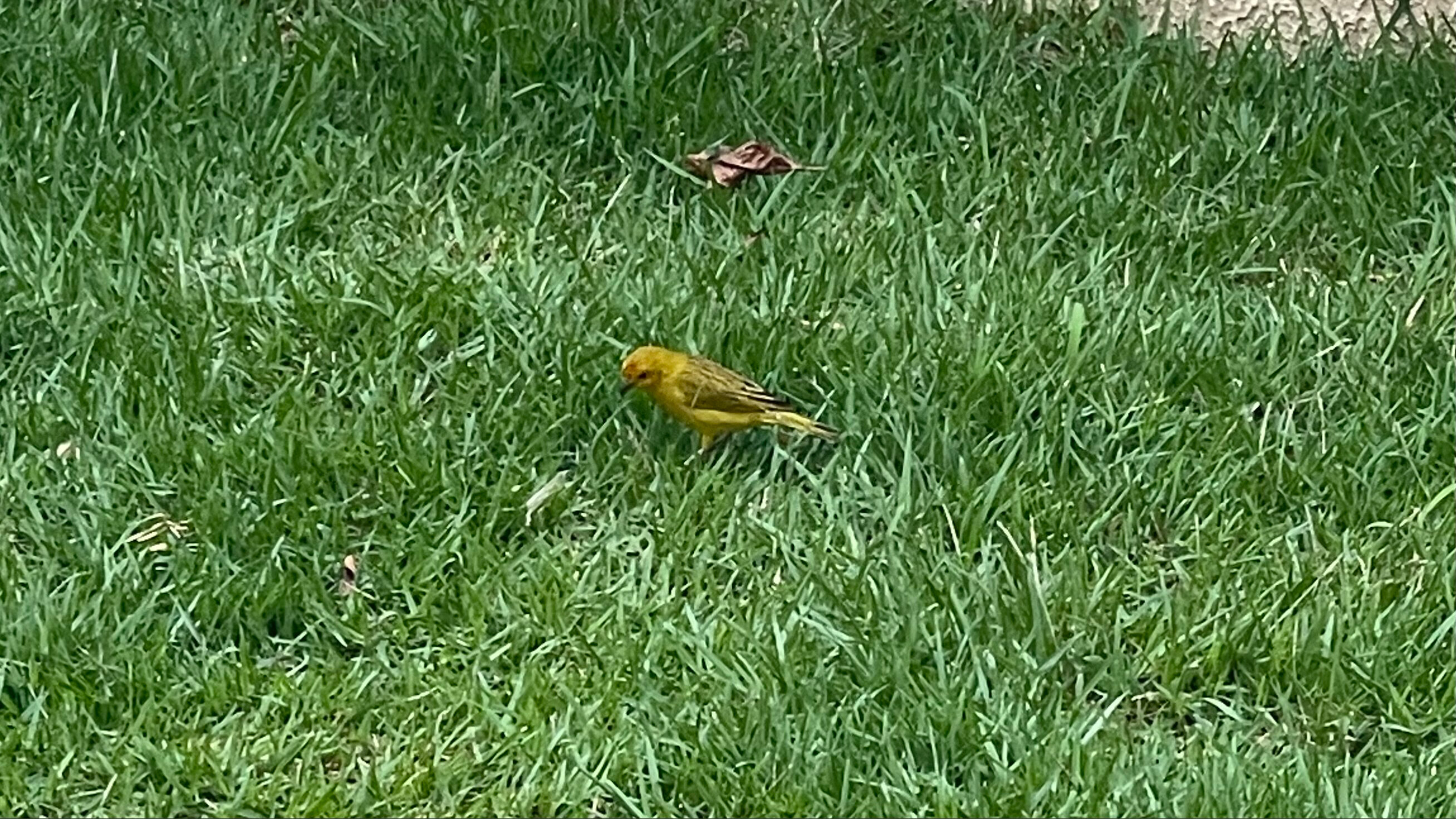 Odranoel OnlyFans header