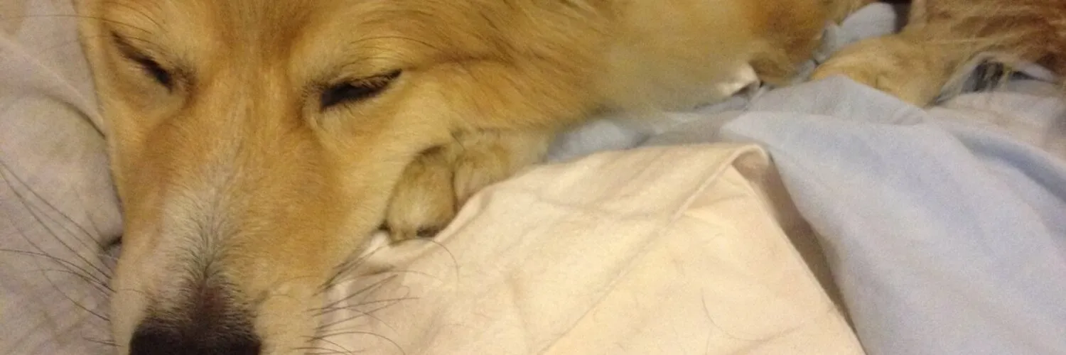 TGLOVESCOCK OnlyFans header