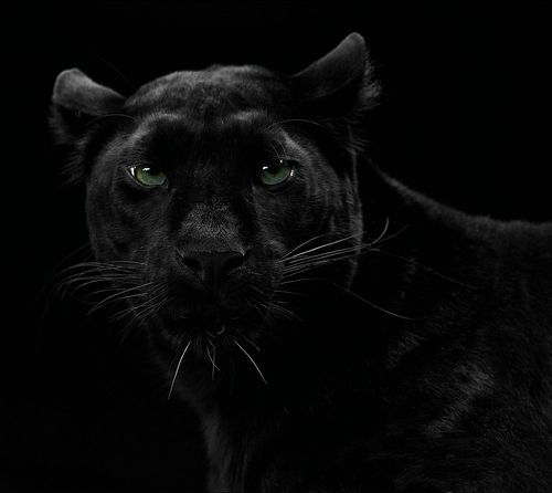 Dajai Anderson OnlyFans header