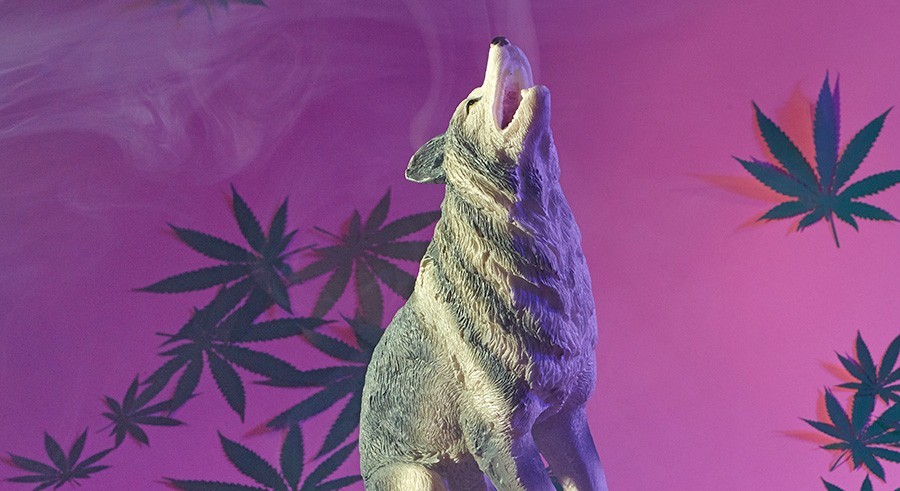 Stonerwolf OnlyFans header