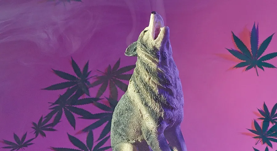 Stonerwolf OnlyFans header