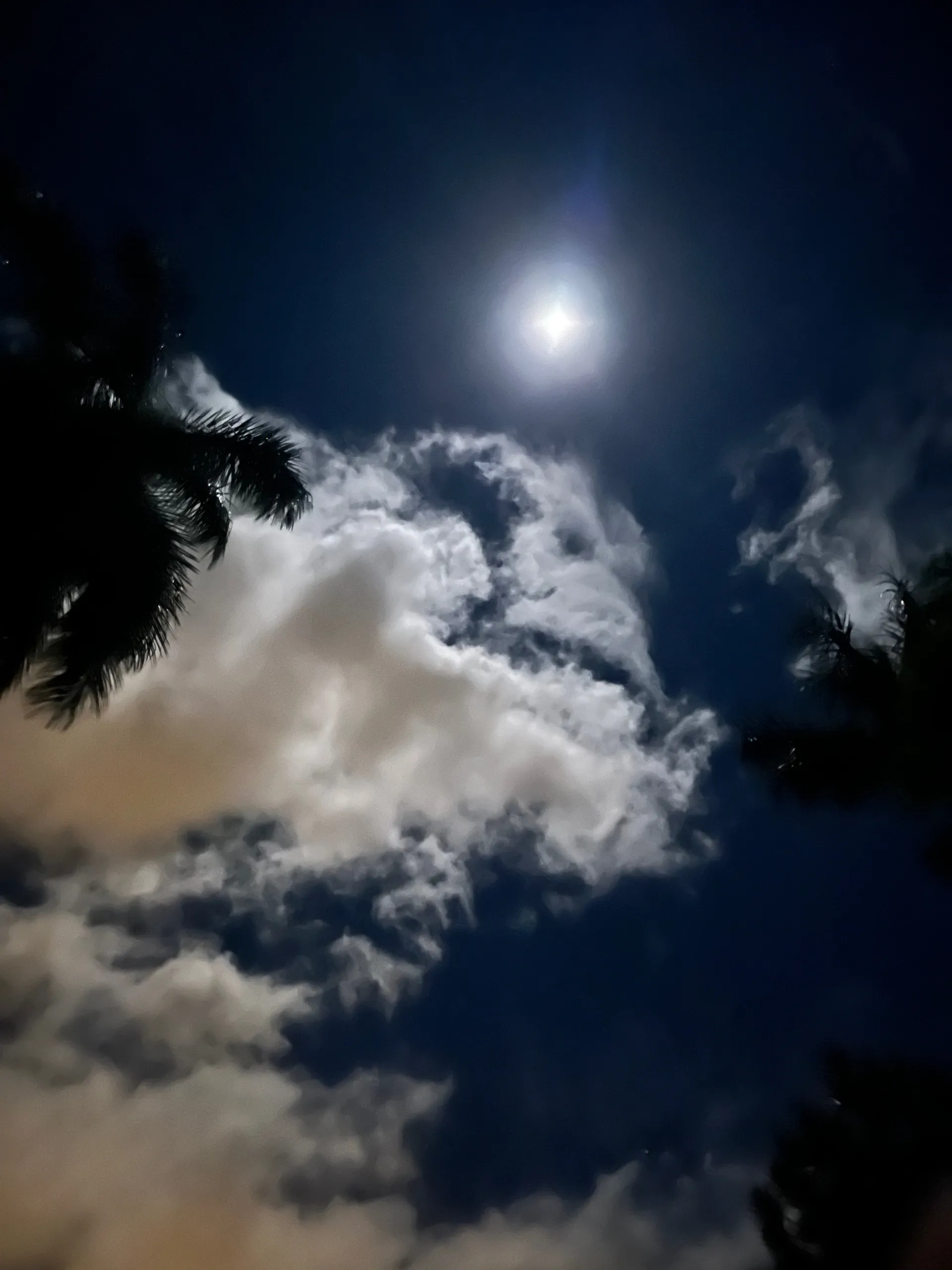 Willow Rose OnlyFans header