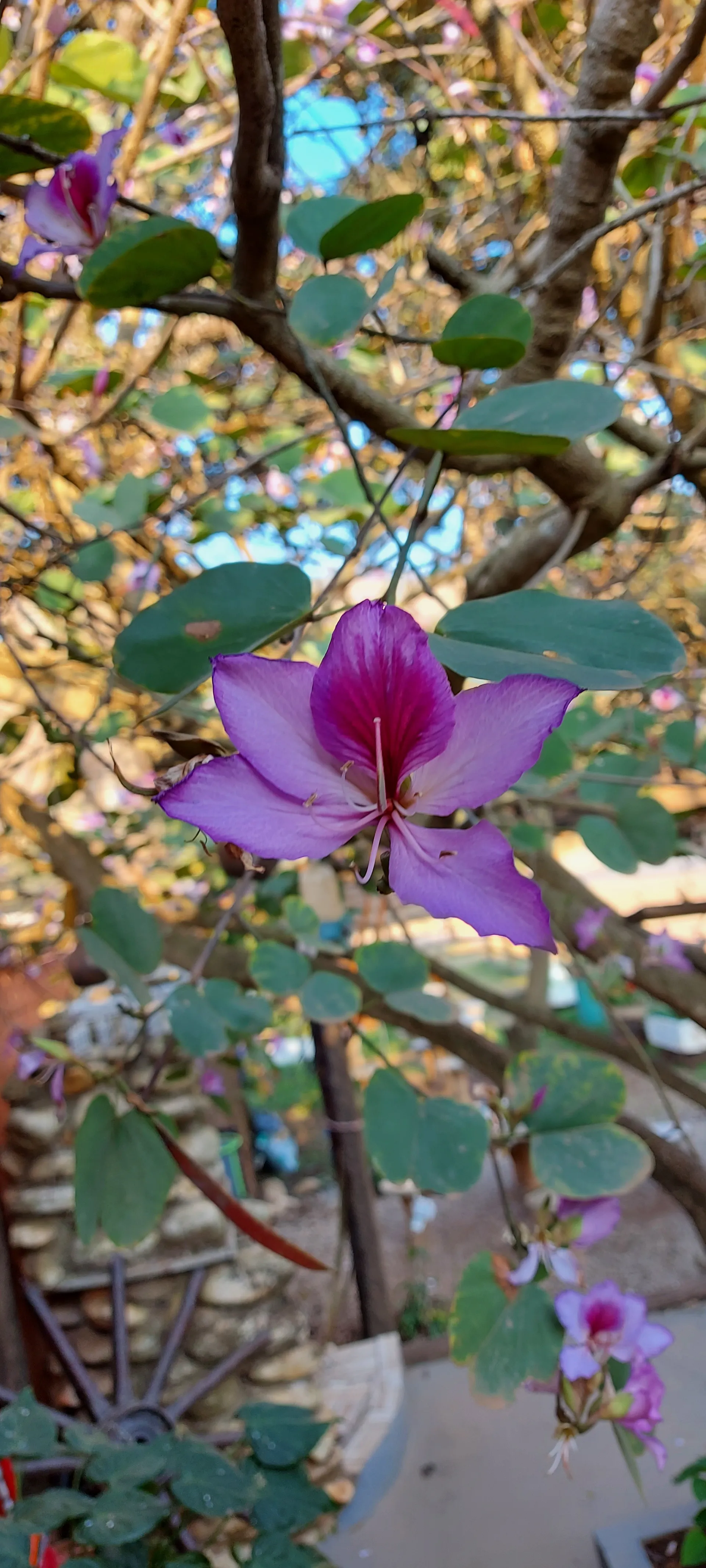 Just Flames OnlyFans header