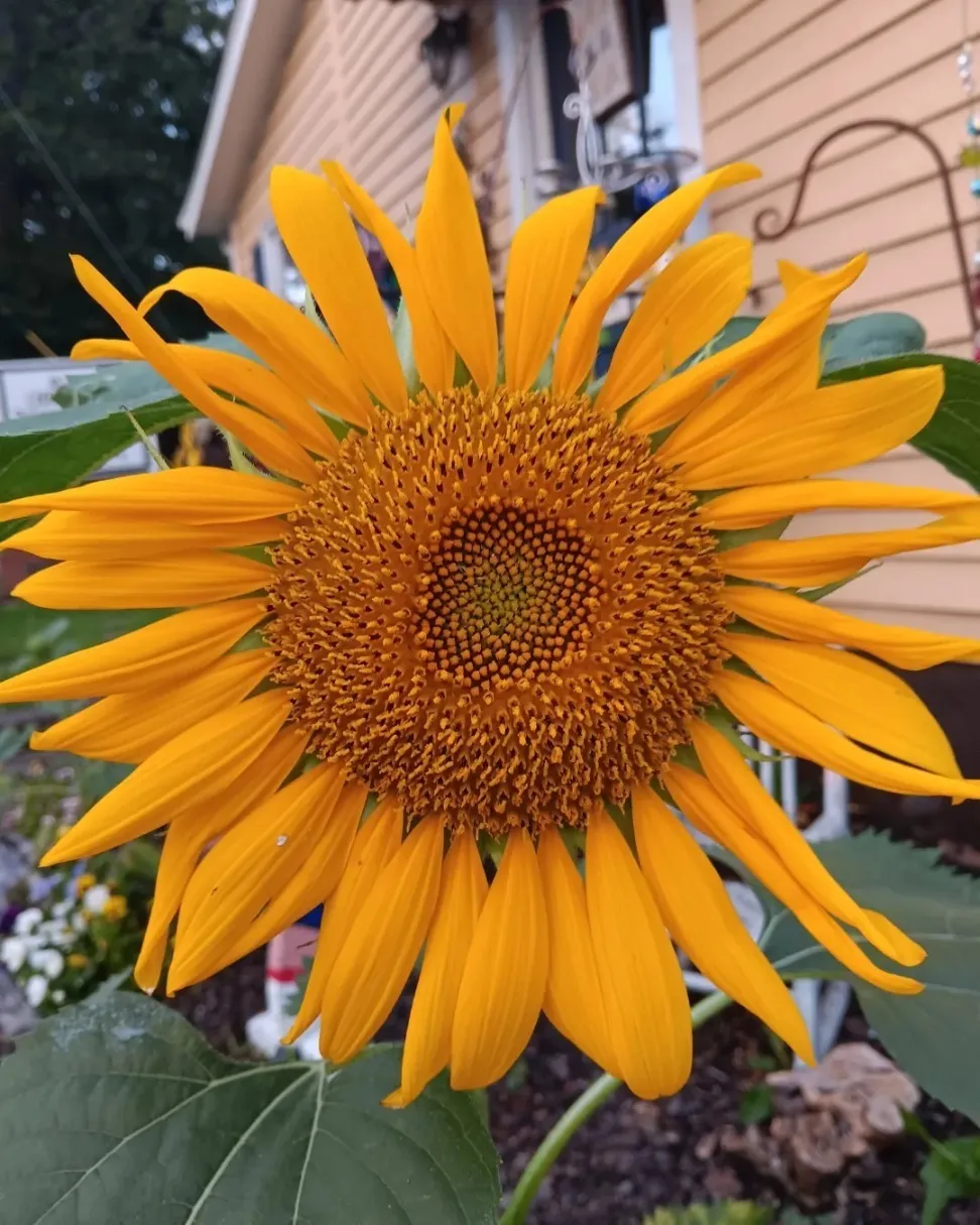 Ashford Kapri OnlyFans header