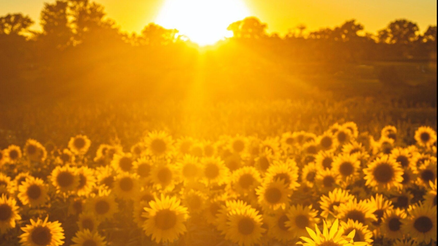 Oh Miya xxx .🤤 OnlyFans header