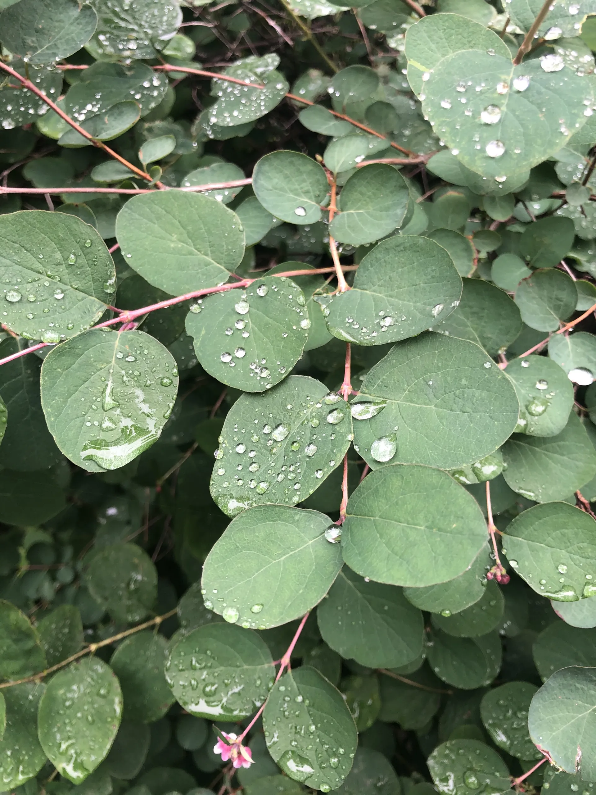 Lilith OnlyFans header