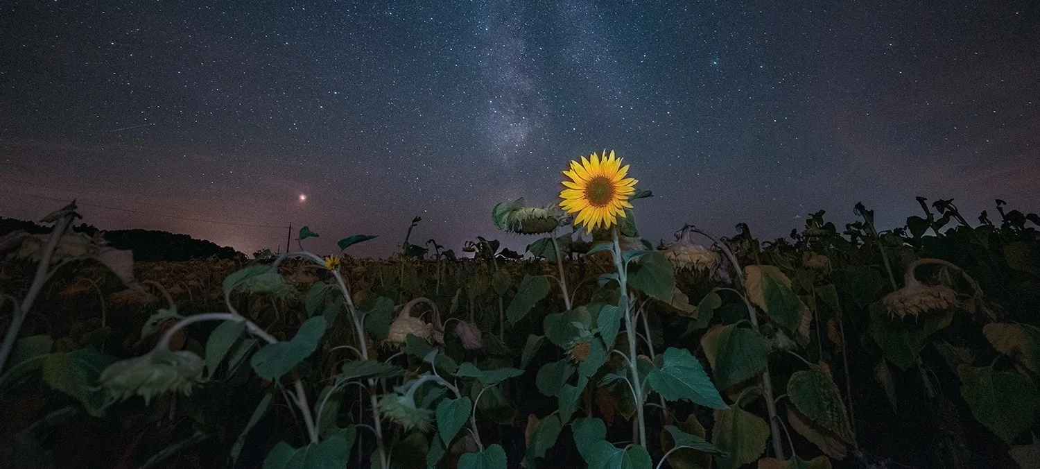 Lily OnlyFans header