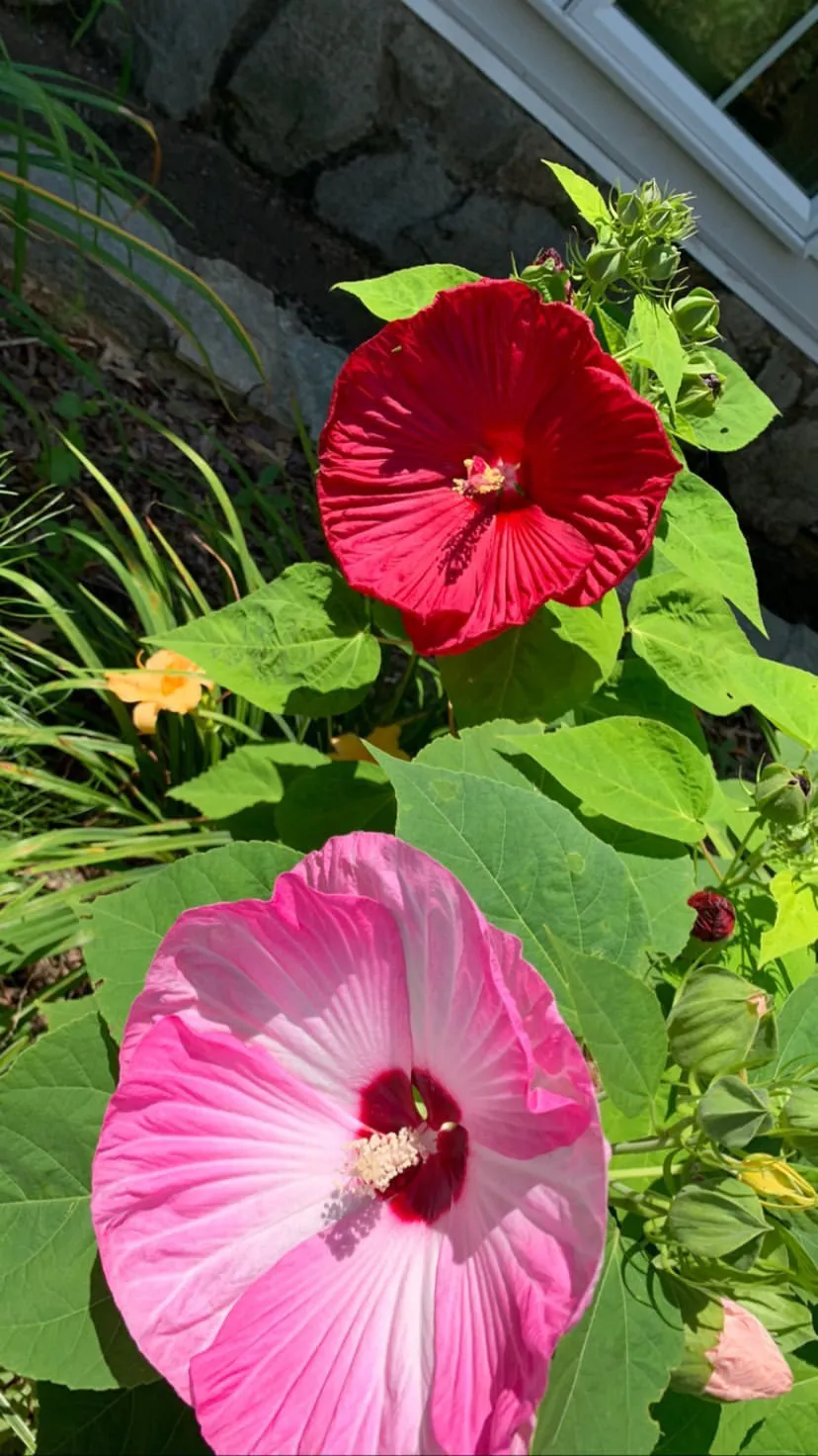 Brittany OnlyFans header