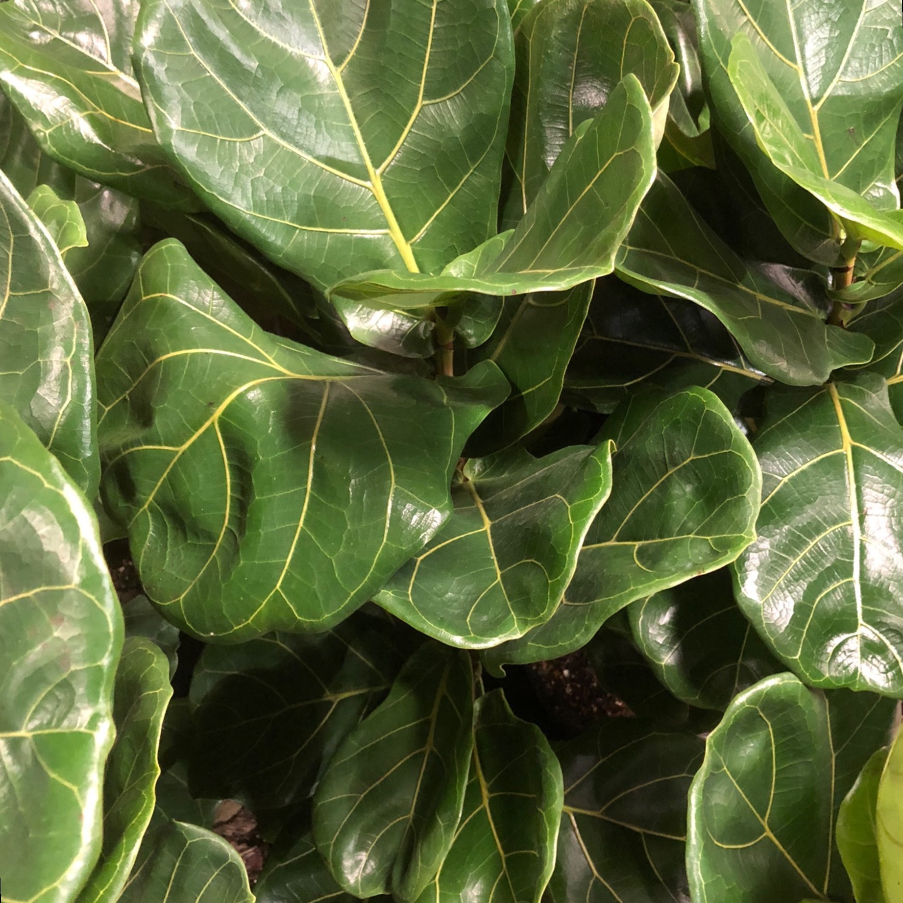 Emma Baker OnlyFans header