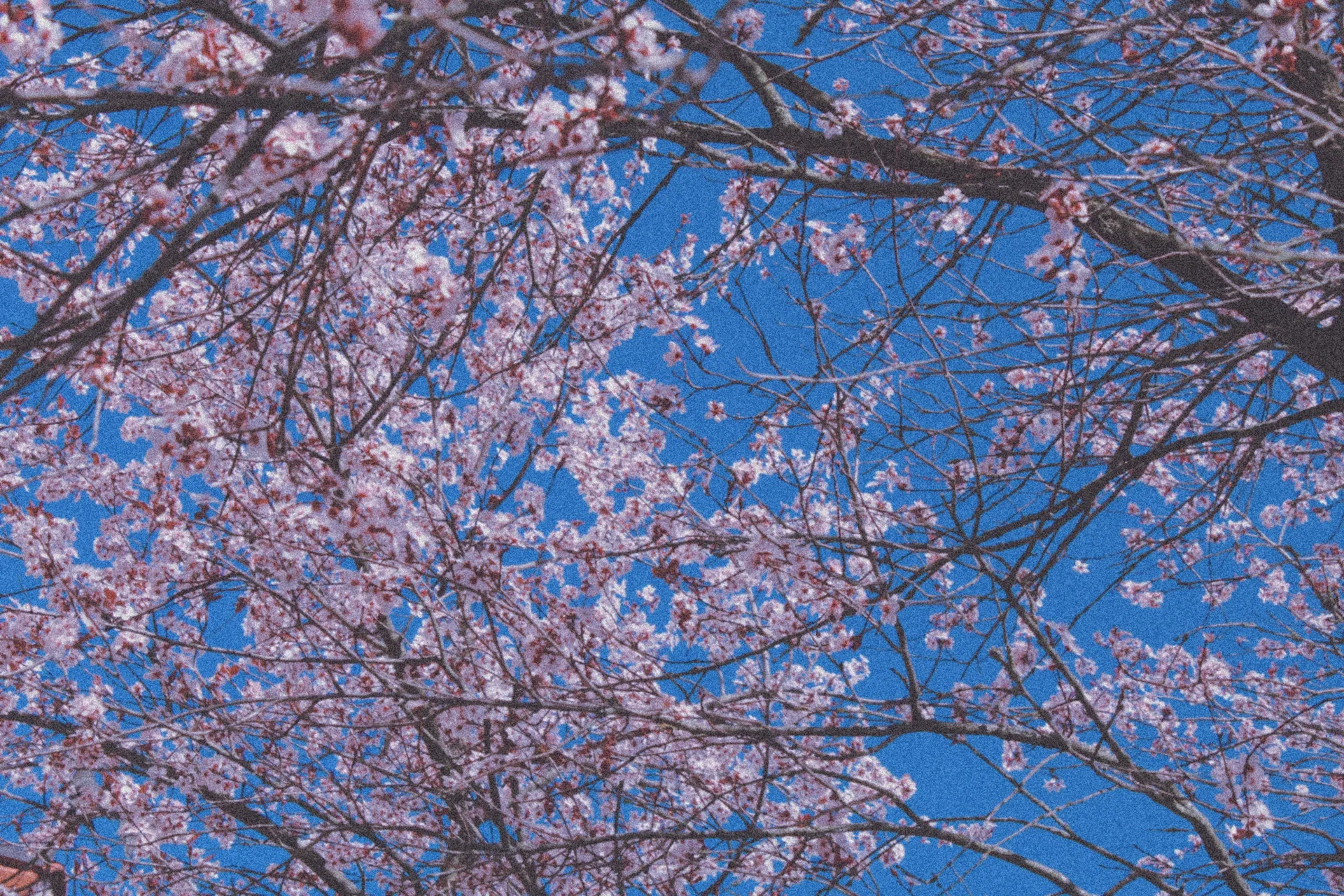 ♡OhLeeChan♡ OnlyFans header