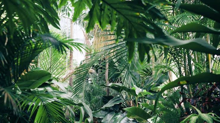 J 🥥🐆 OnlyFans header