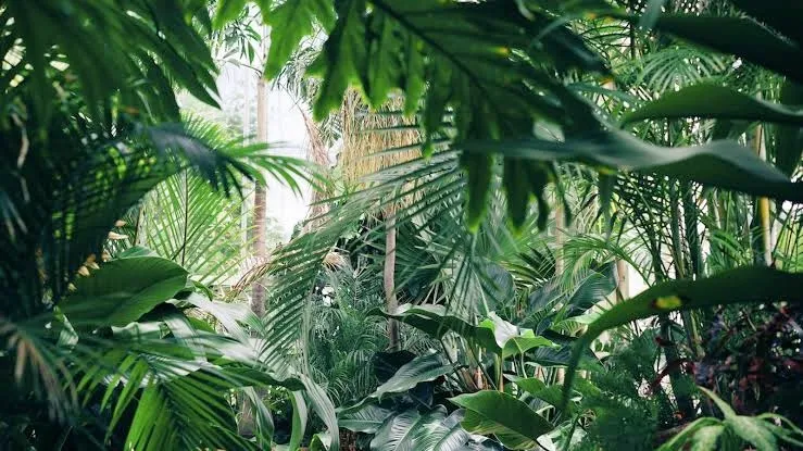 J 🥥🐆 OnlyFans header