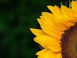 Sunflower OnlyFans header