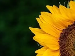 Sunflower OnlyFans header